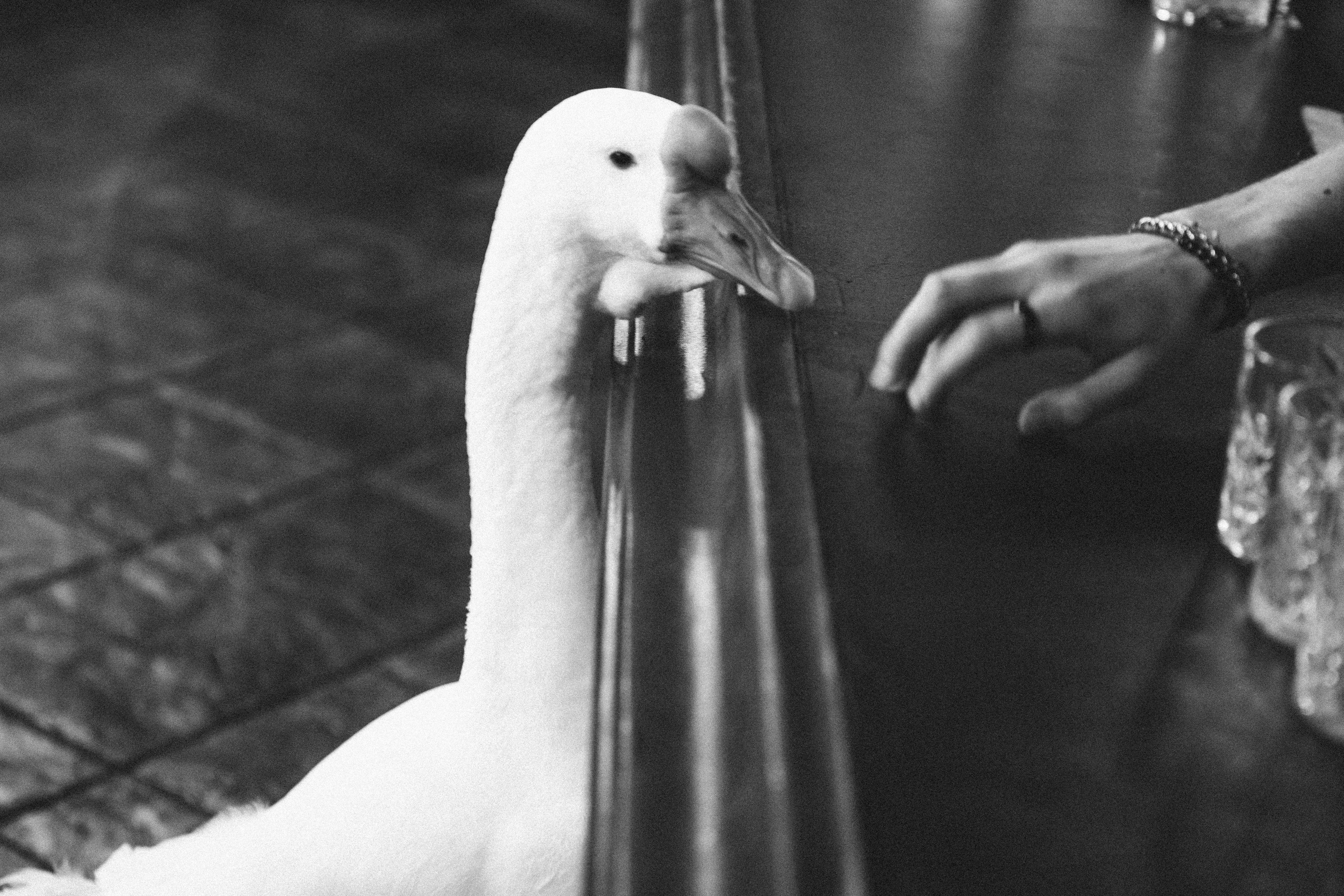 Полина и Кирилл. 20.11.21. Свадебный и семейный фотограф в Севастополе и в Крыму Анастасия Корчак