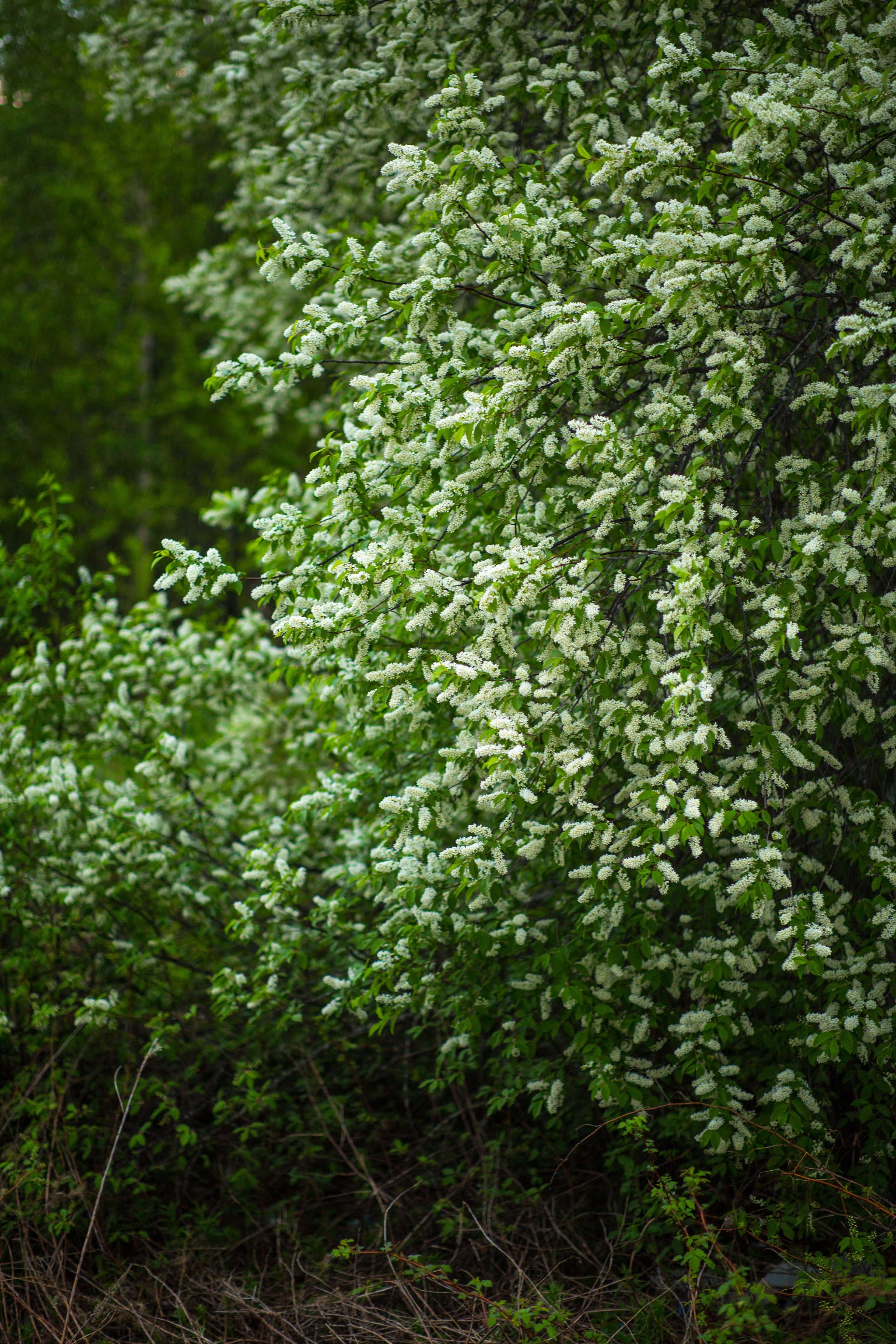 Сургут. Фотограф в г. Сургуте Марина Киприна
