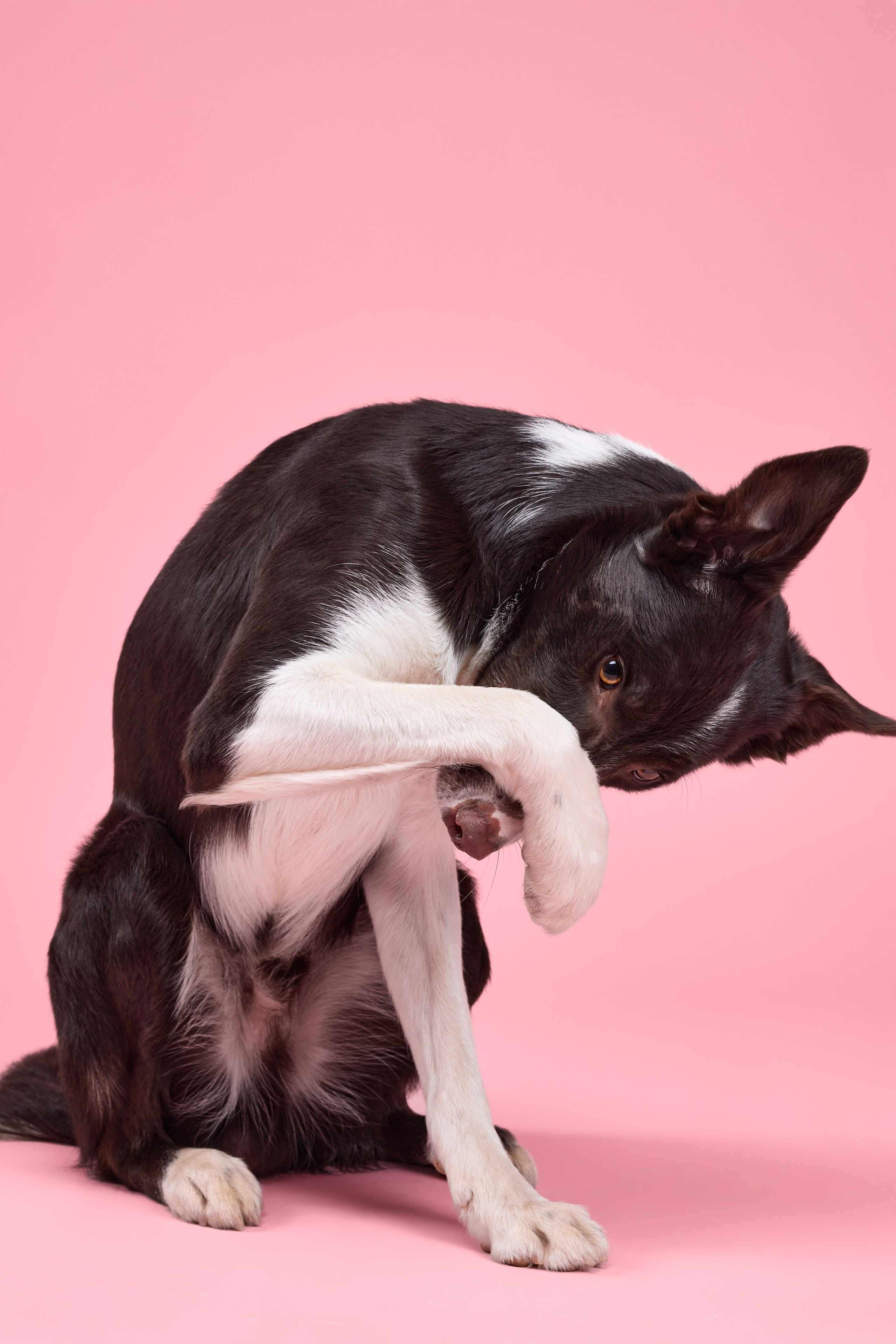 Pet photography. Фотограф Макс Давыдов