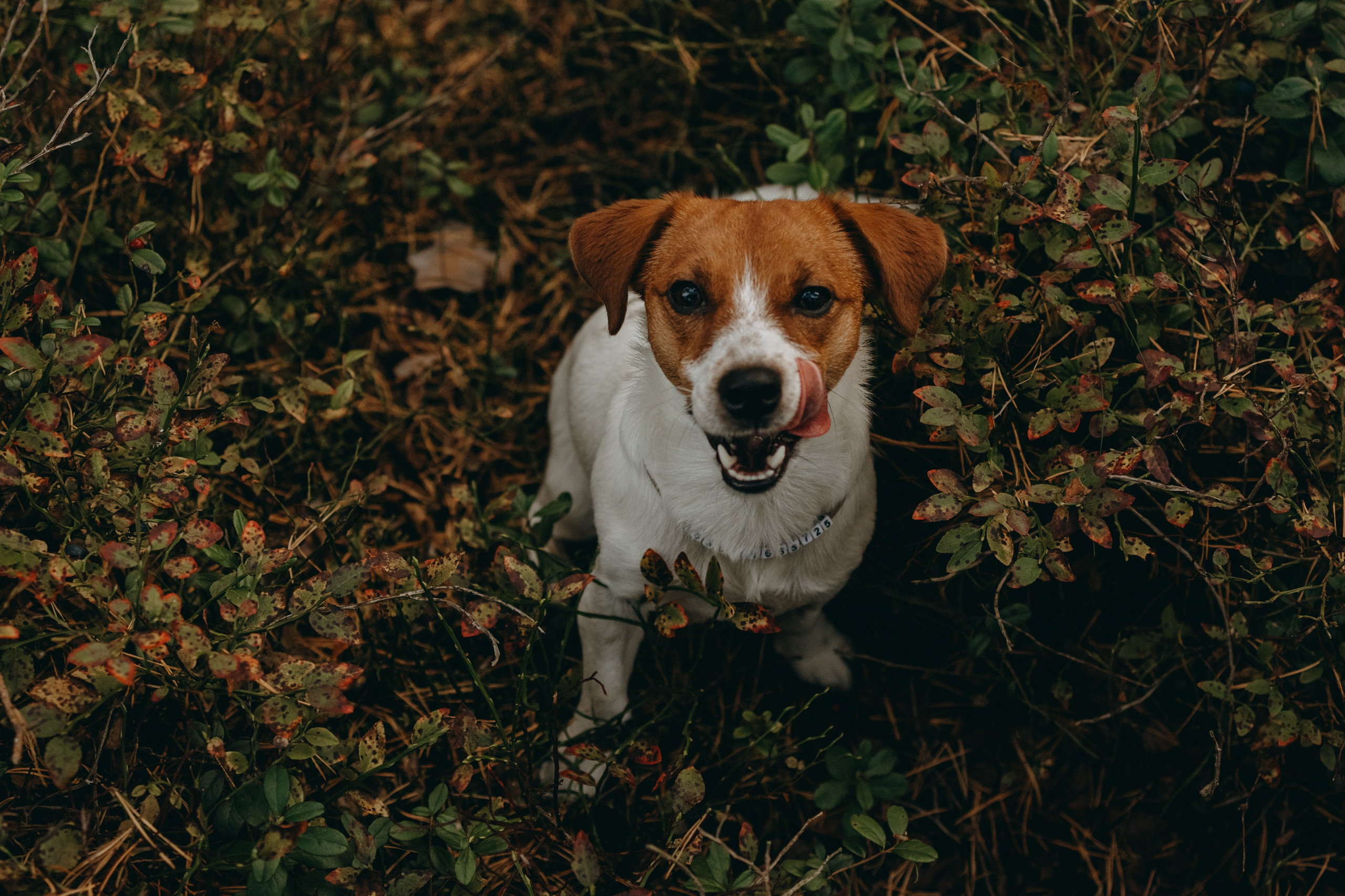 Лея и ее семья. Фотограф — Анималист | Санкт-Петербург