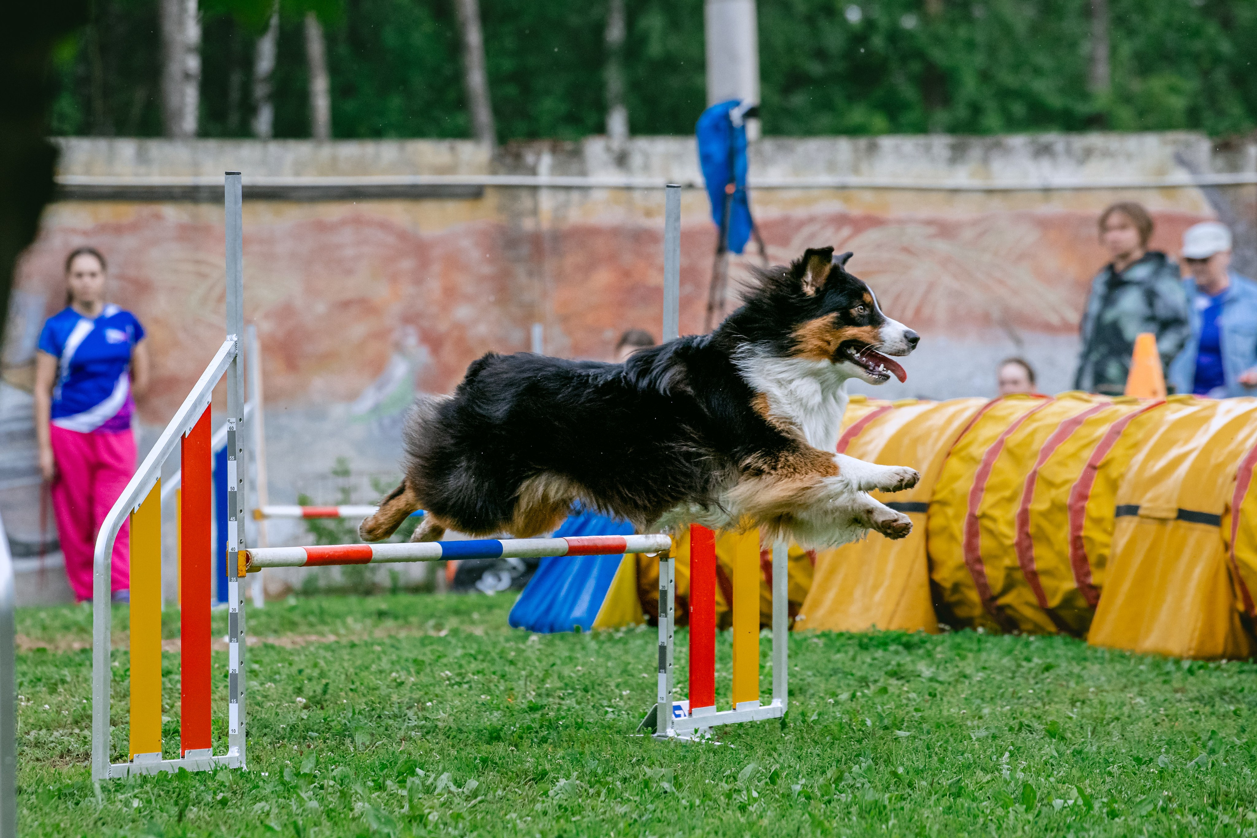 Соревнования по аджилити Долгопрудный 30.06.2025. Фотограф-анималист Татьяна Степанова