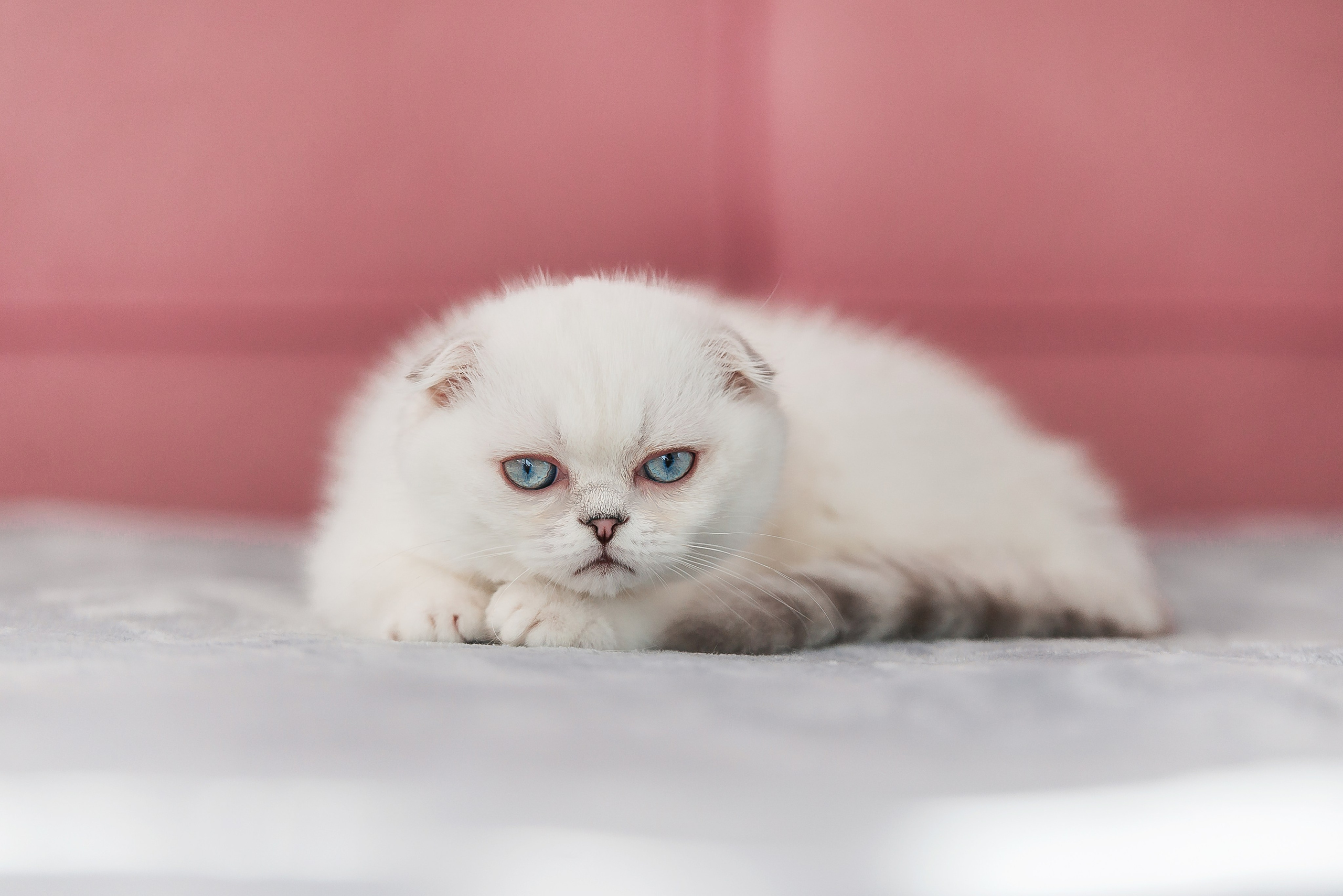 Питомец в кадре. Фотограф-анималист Анастасия Парфенова|Екатеринбург