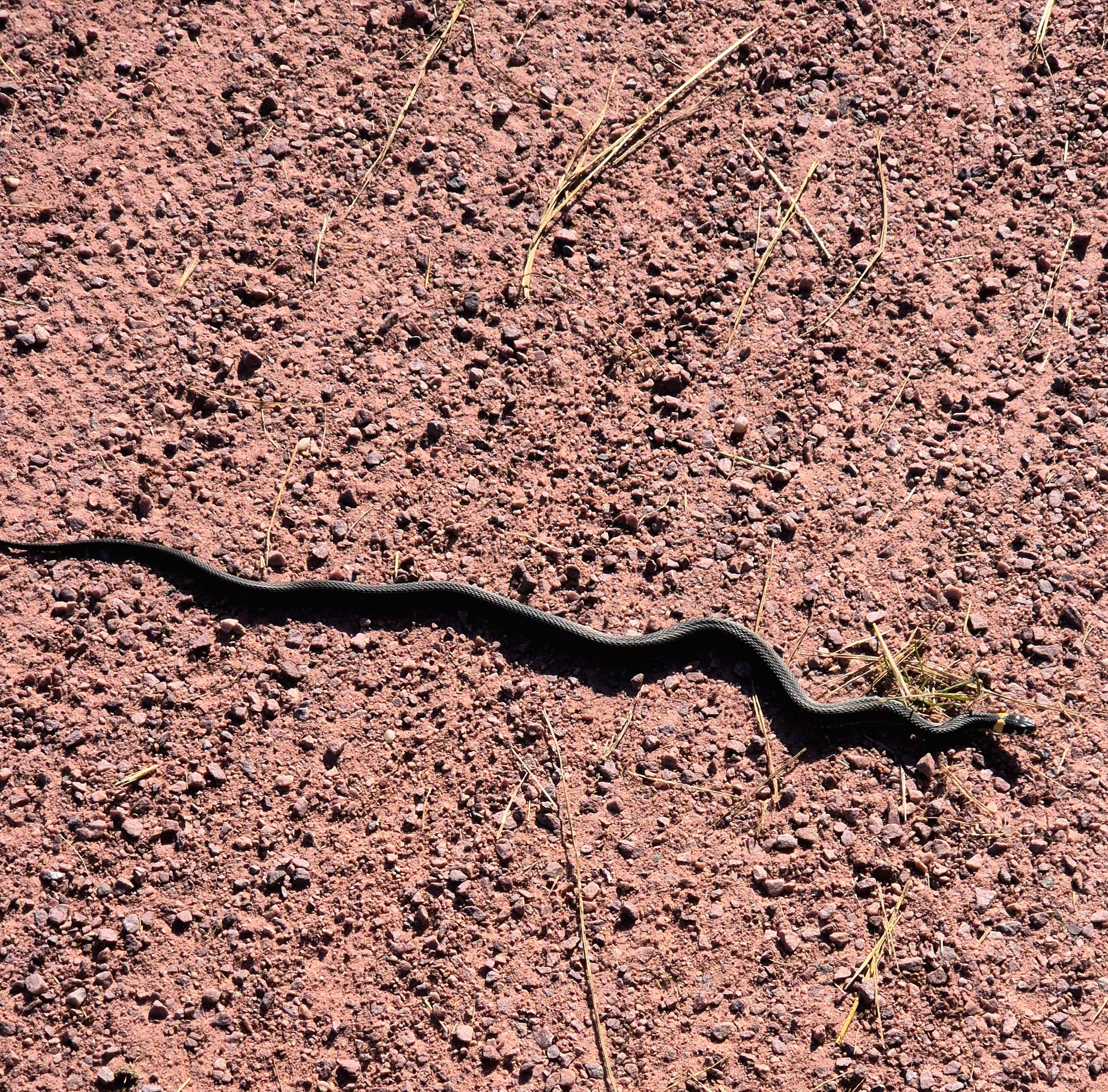 Припекло солнышко, на дорогу повыползало ужей и гадюк. Первых рассматривали, снимали. К середине маршрута смирились с обилием змей в нашем путешествии - просто объезжали