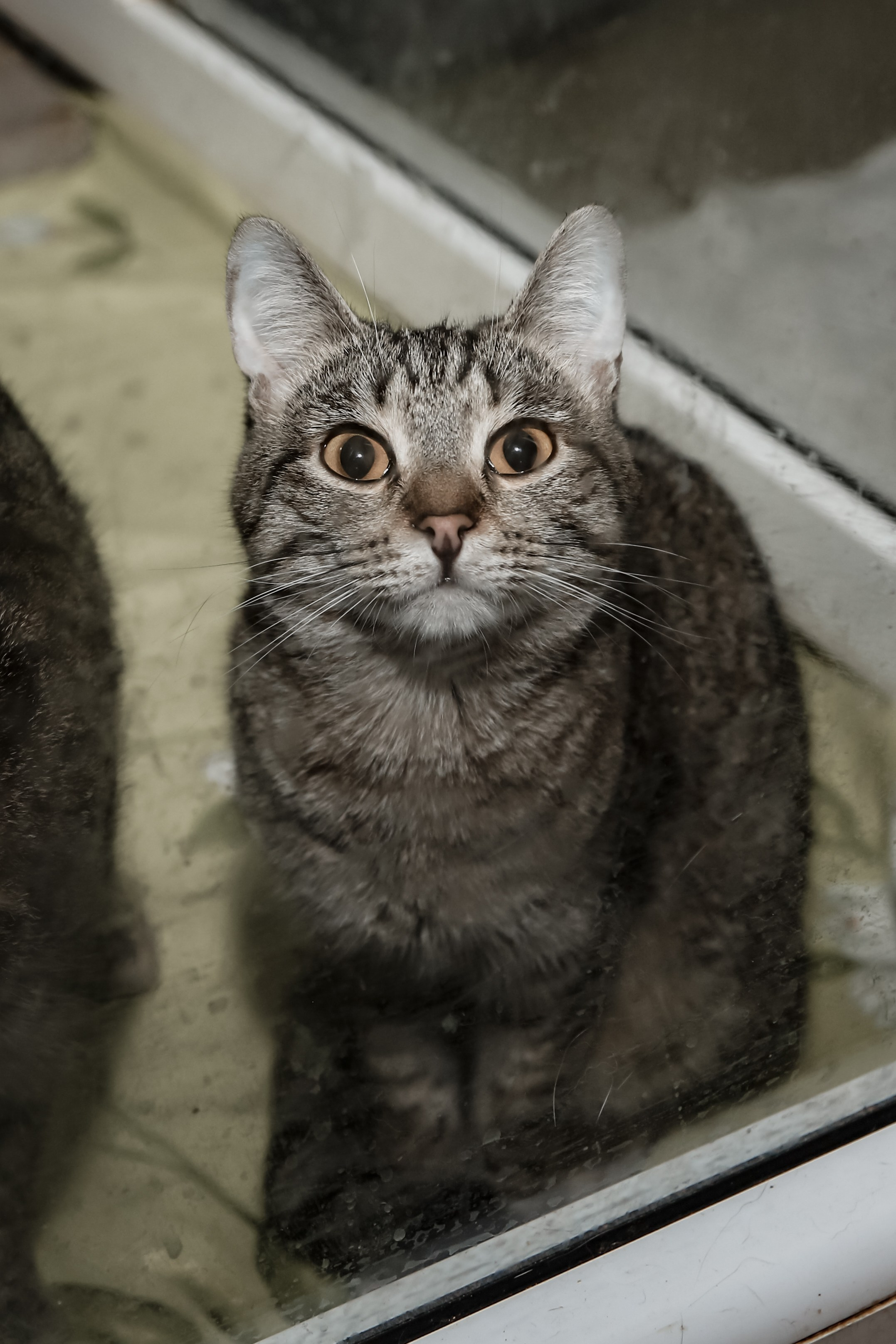 Приют Кошкин Дом Филимоша. Ваш фотограф в Оренбурге Рощупкина Екатерина