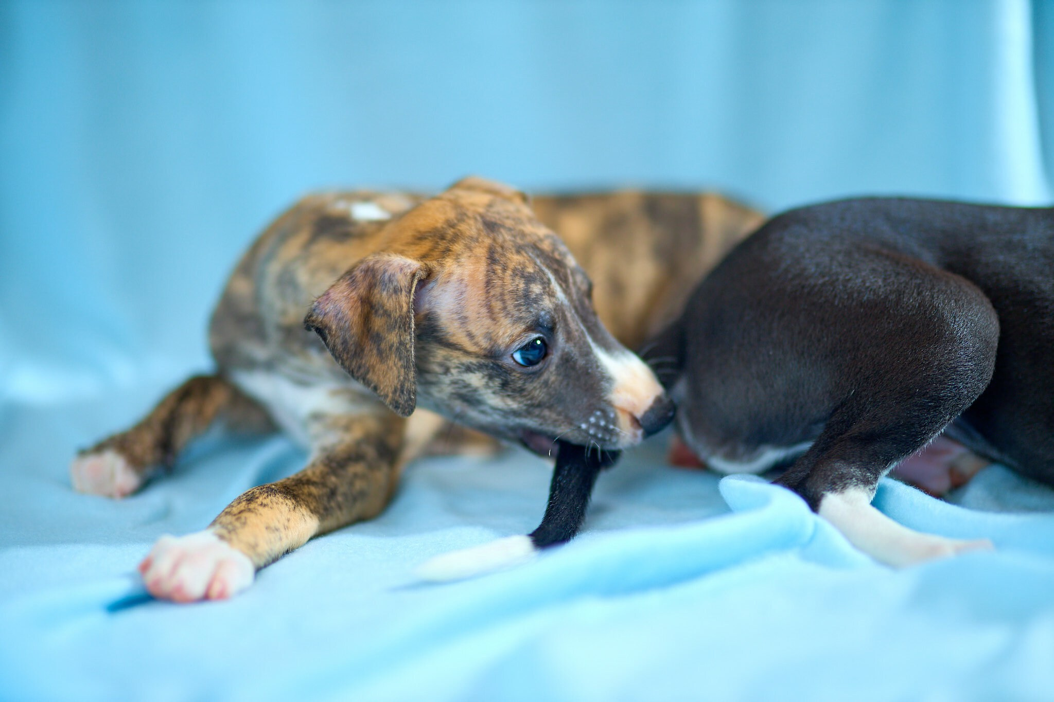 Фотосъёмка собак. Свадебный, школьный (детсадовский) и семейный фотограф в Коврове и Владимирской области