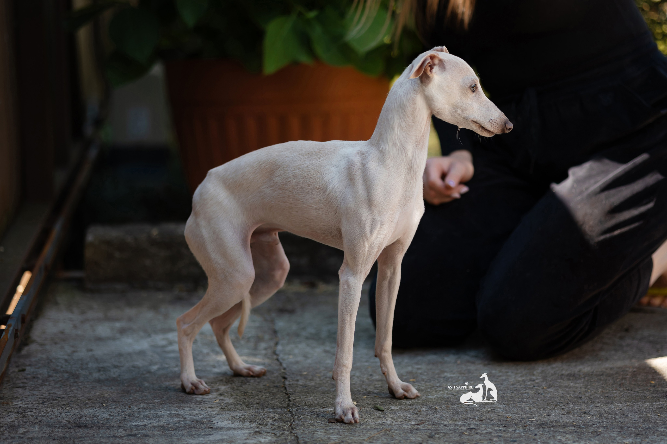 Asti Sapphire Zeus. Professional Italian Greyhound Kennel RKF/FCI ASTI SAPPHIRE 💎 Sochi|St. Petersburg