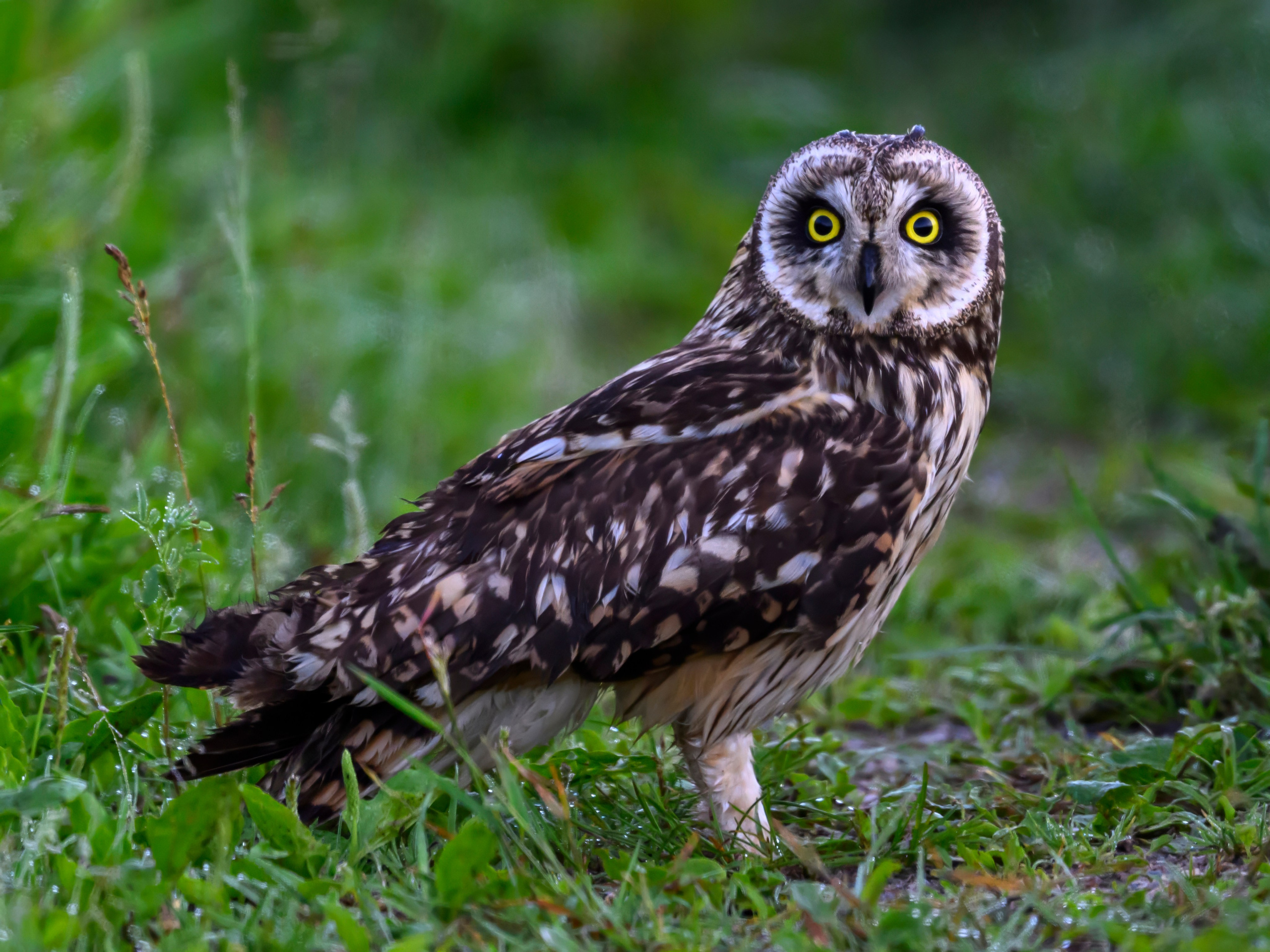Совы и заяц. Фотограф Сергей Пупонин