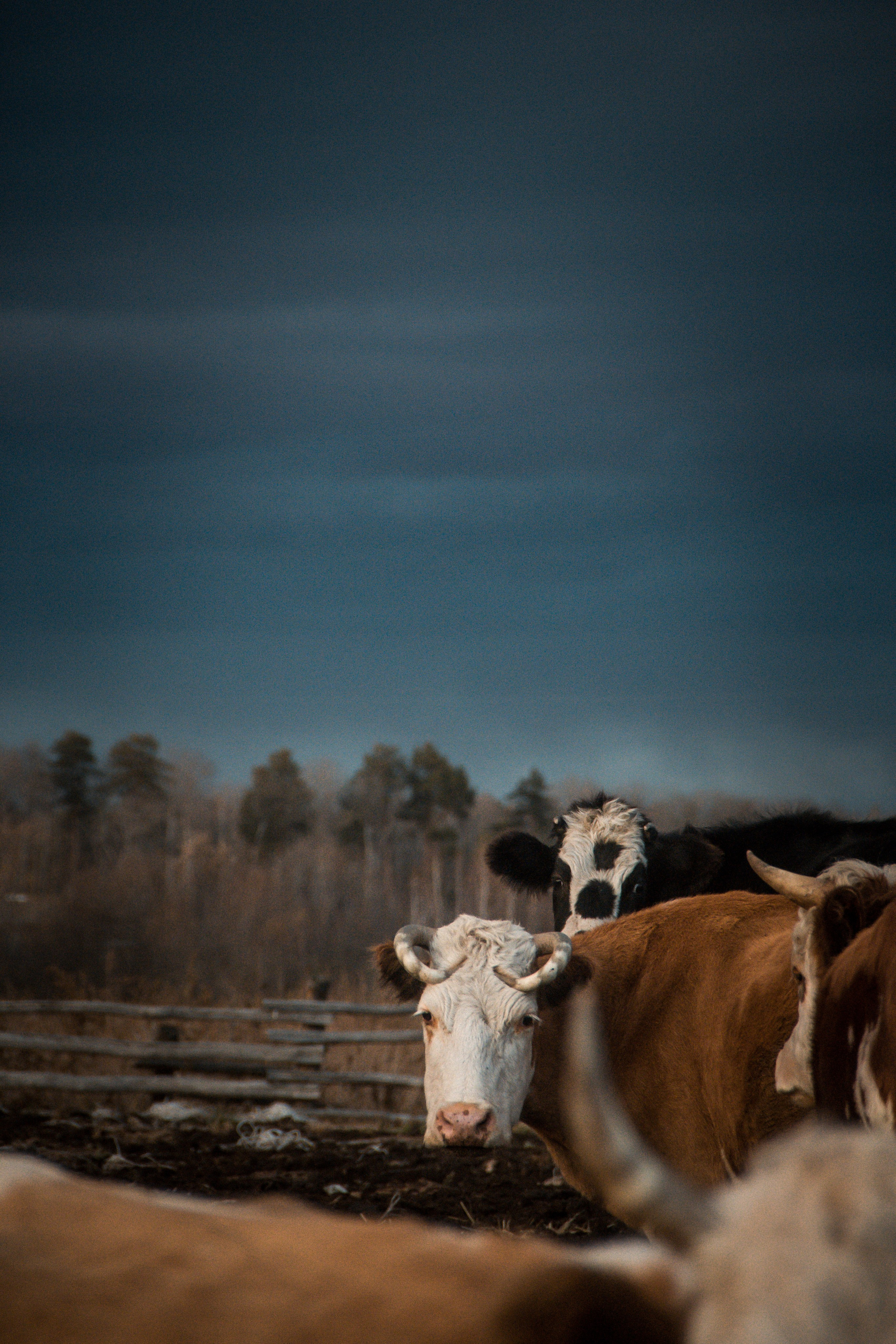 Природа/Животные