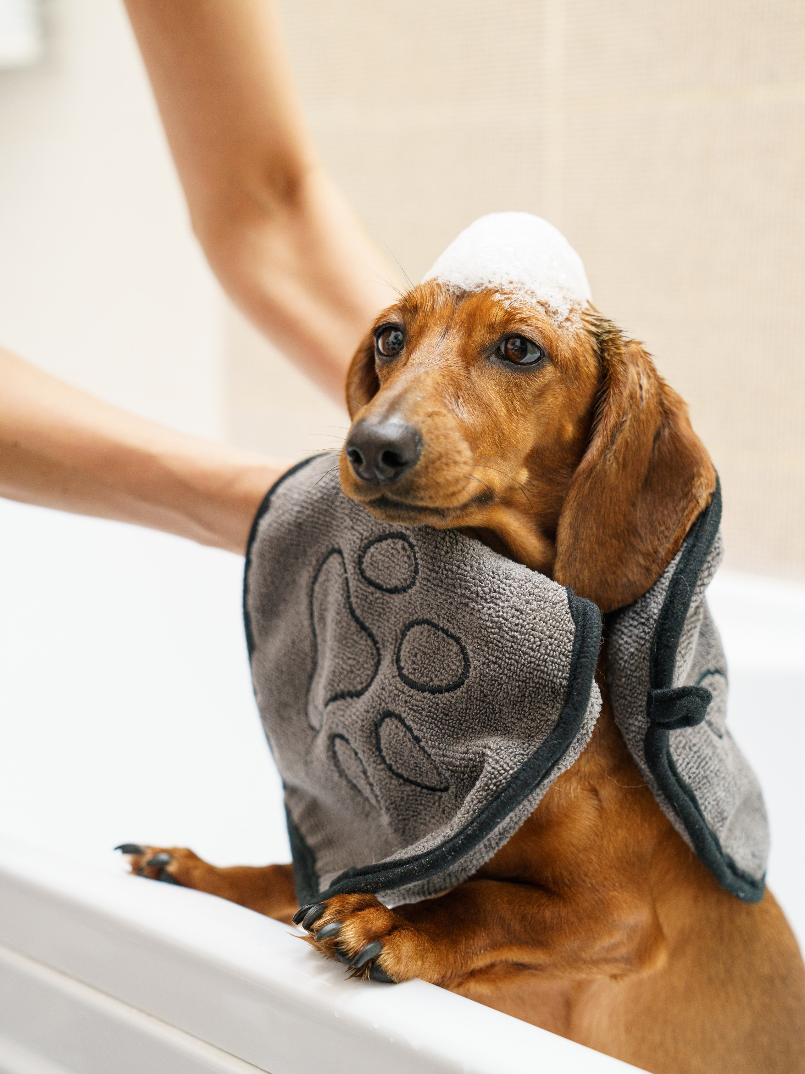 Съемки с животными. КЕД Студия-контент агентство полного цикла СПБ. Создаём фото, видео и контент, который помогает брендам и селлерам продавать больше