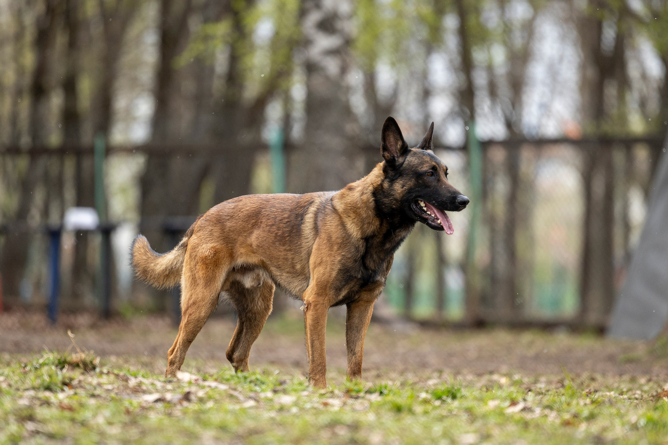 Квалификационные состязания по мондьорингу г. Вологда 11.05.24. Фотограф-анималист Анна Маринич