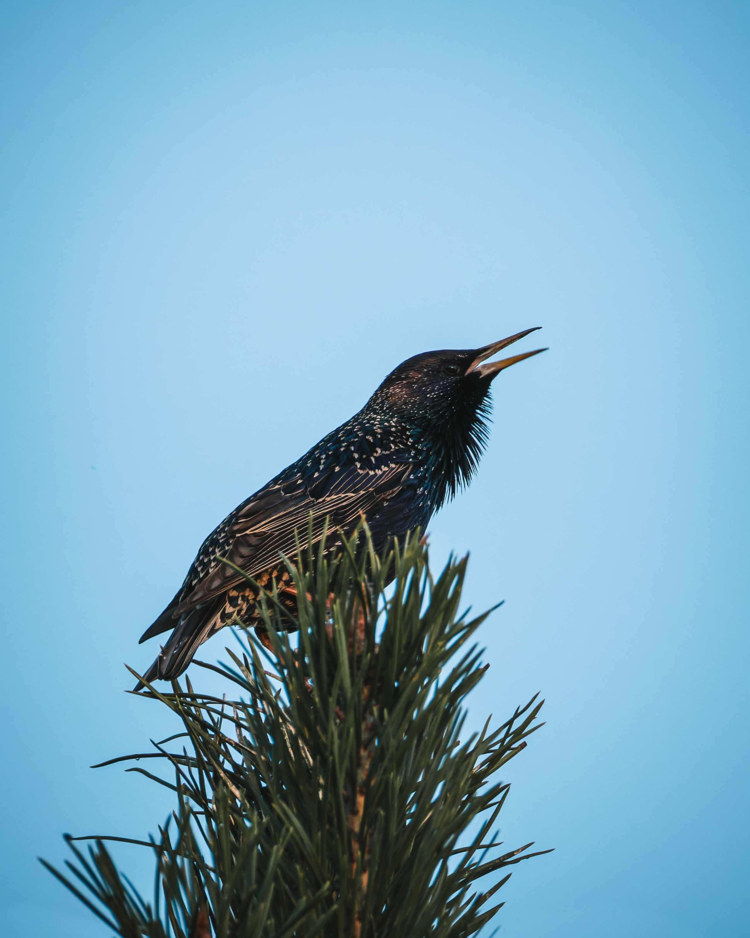 Voronezh 2025. Anton Chernov | Wildlife photographer