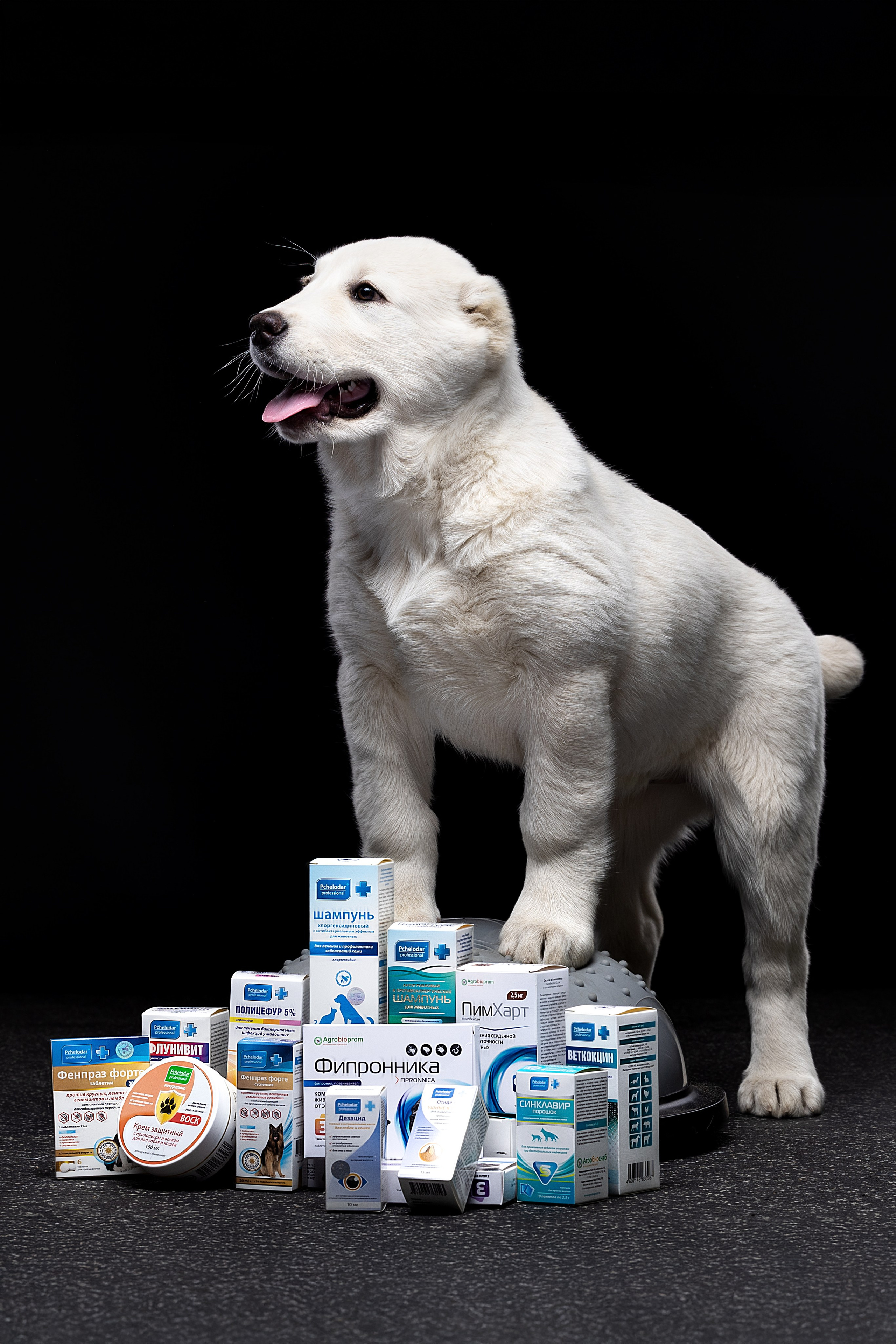 Портфолио: Фотосъёмка щенков в Москве и области — трогательные моменты. Фотограф-анималист и бренд-фотограф в Москве | Фотография собак, людей, бизнес-портрет