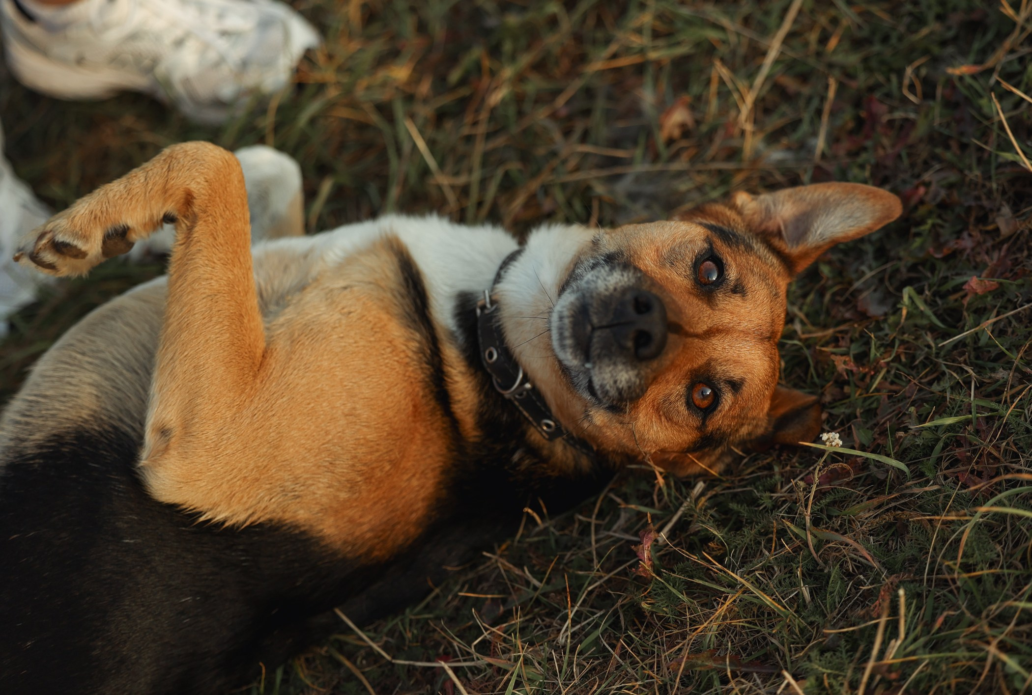 Прогулка на природе. Фотограф-анималист Полина Колкова | Москва