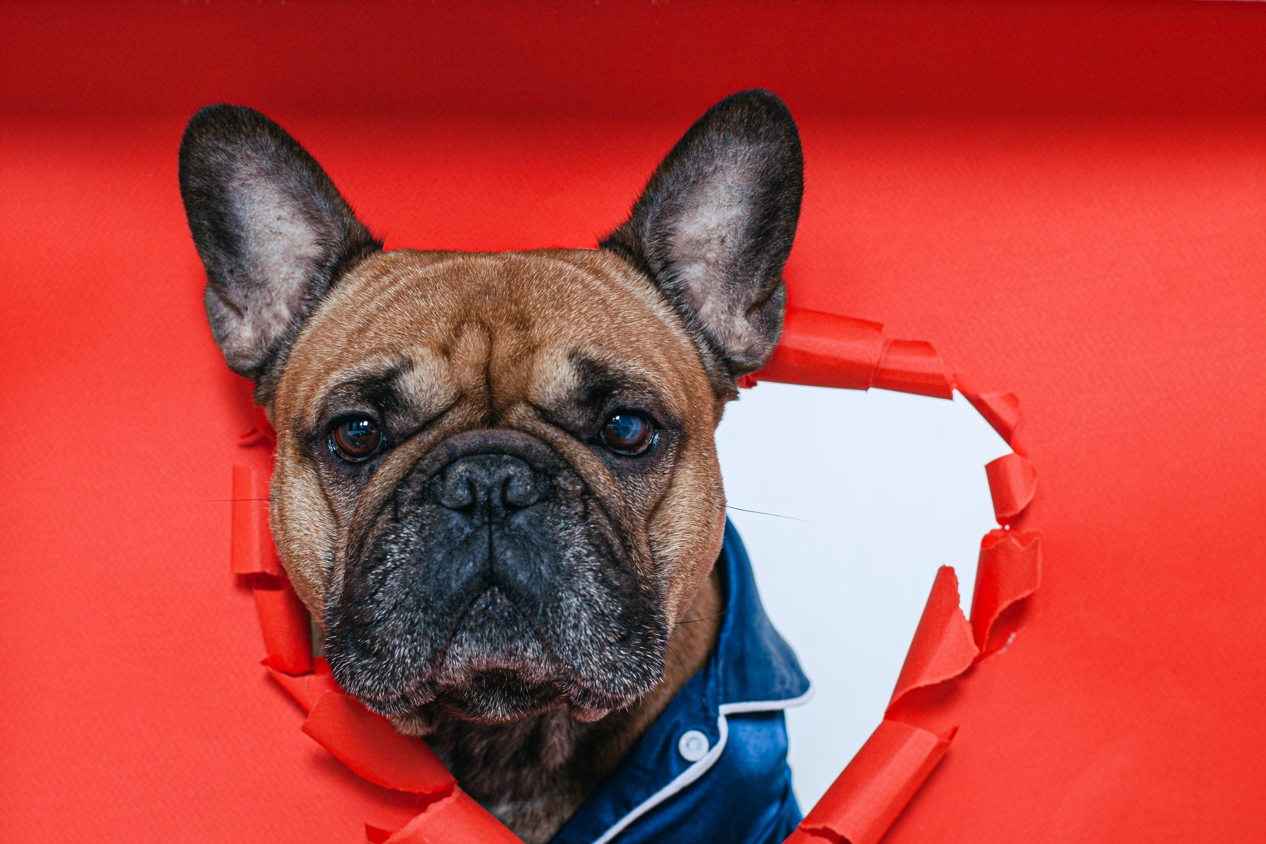 Пижамная вечеринка французских бульдогов и их хозяев. Фотограф-анималист Татьяна Степанова