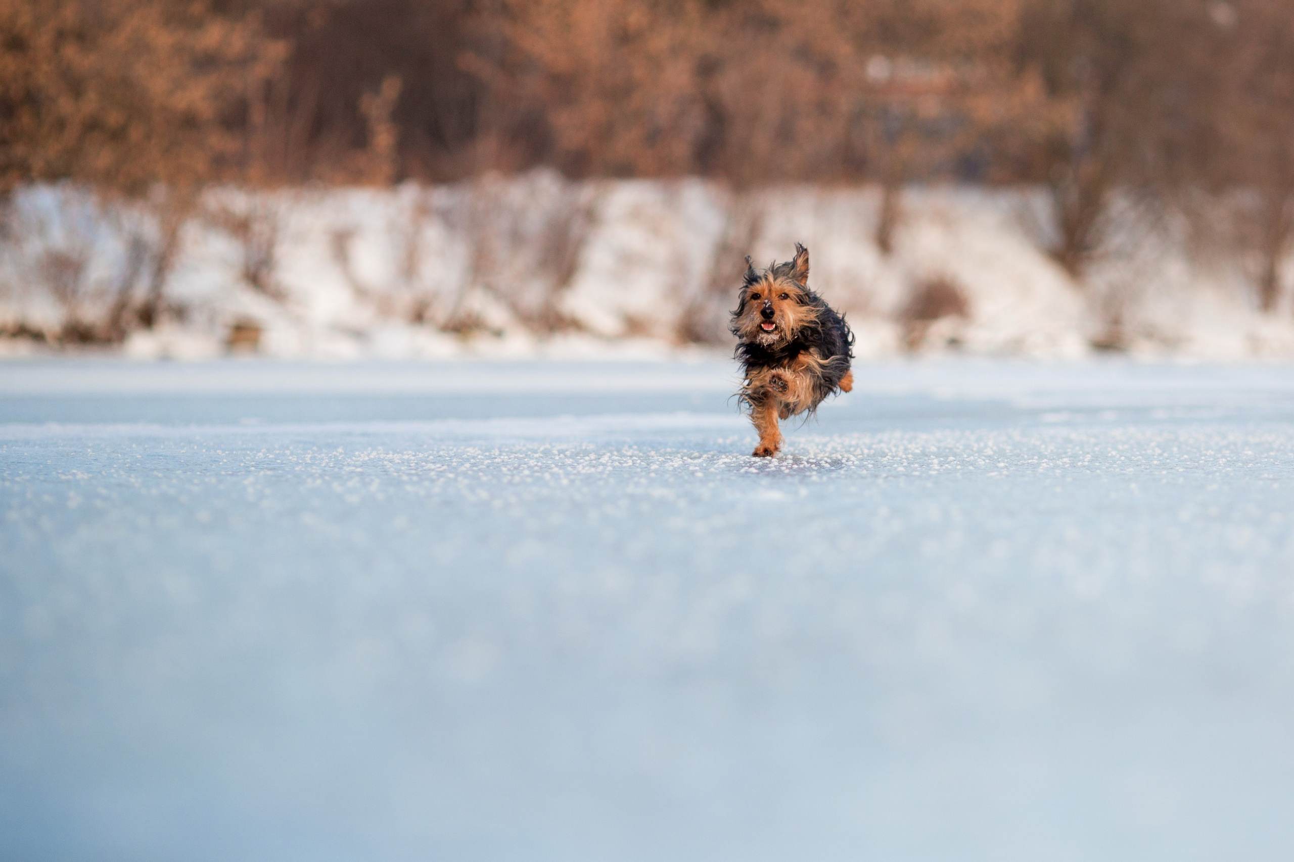 Зимняя прогулка. Репортажный фотограф Борис Геер