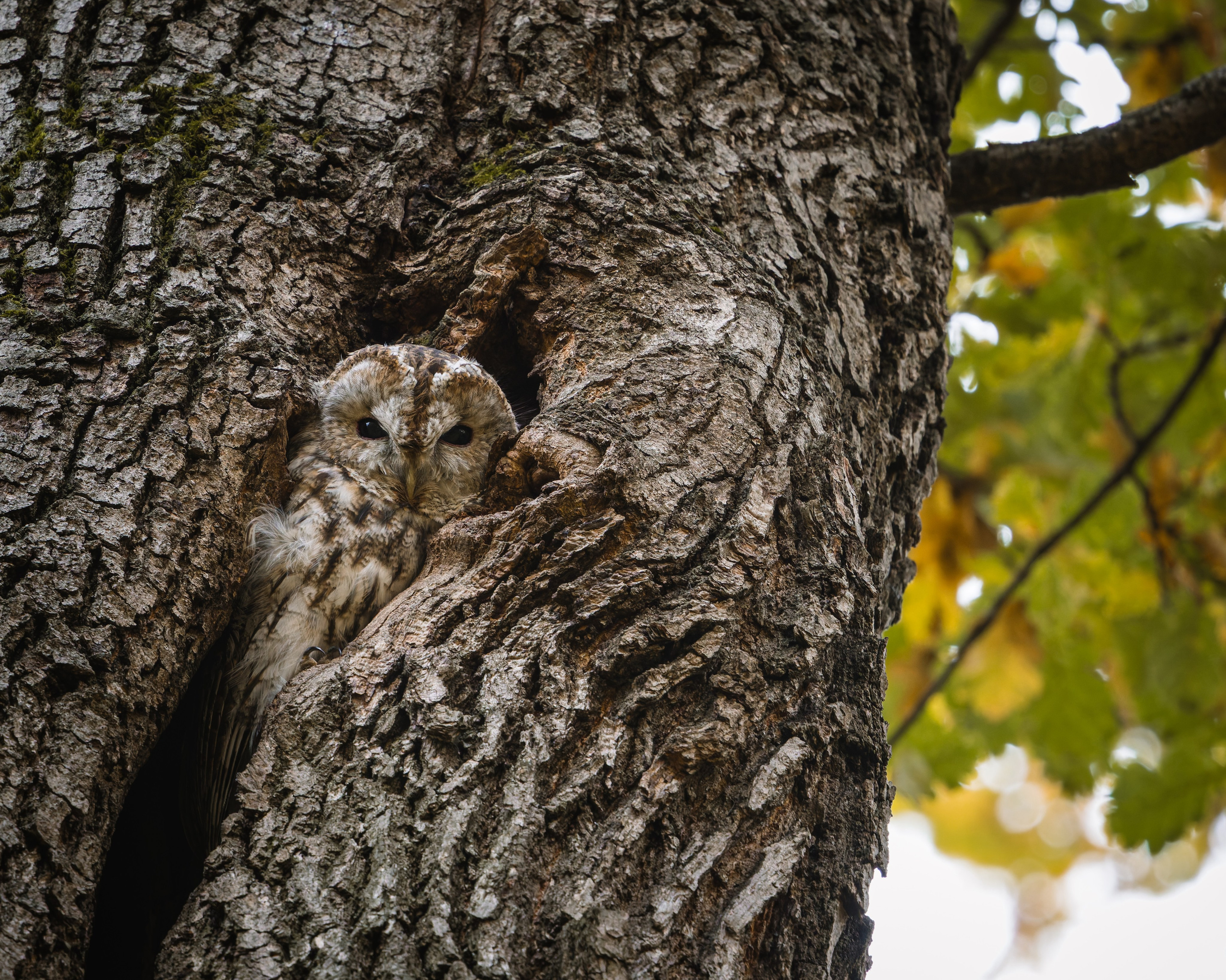 Voronezh 2025. Anton Chernov | Wildlife photographer