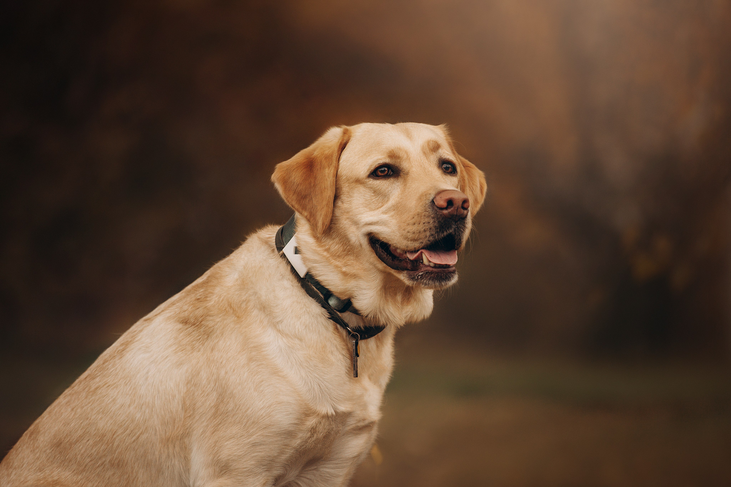 Шани и ее семья. Фотограф — Анималист | Санкт-Петербург