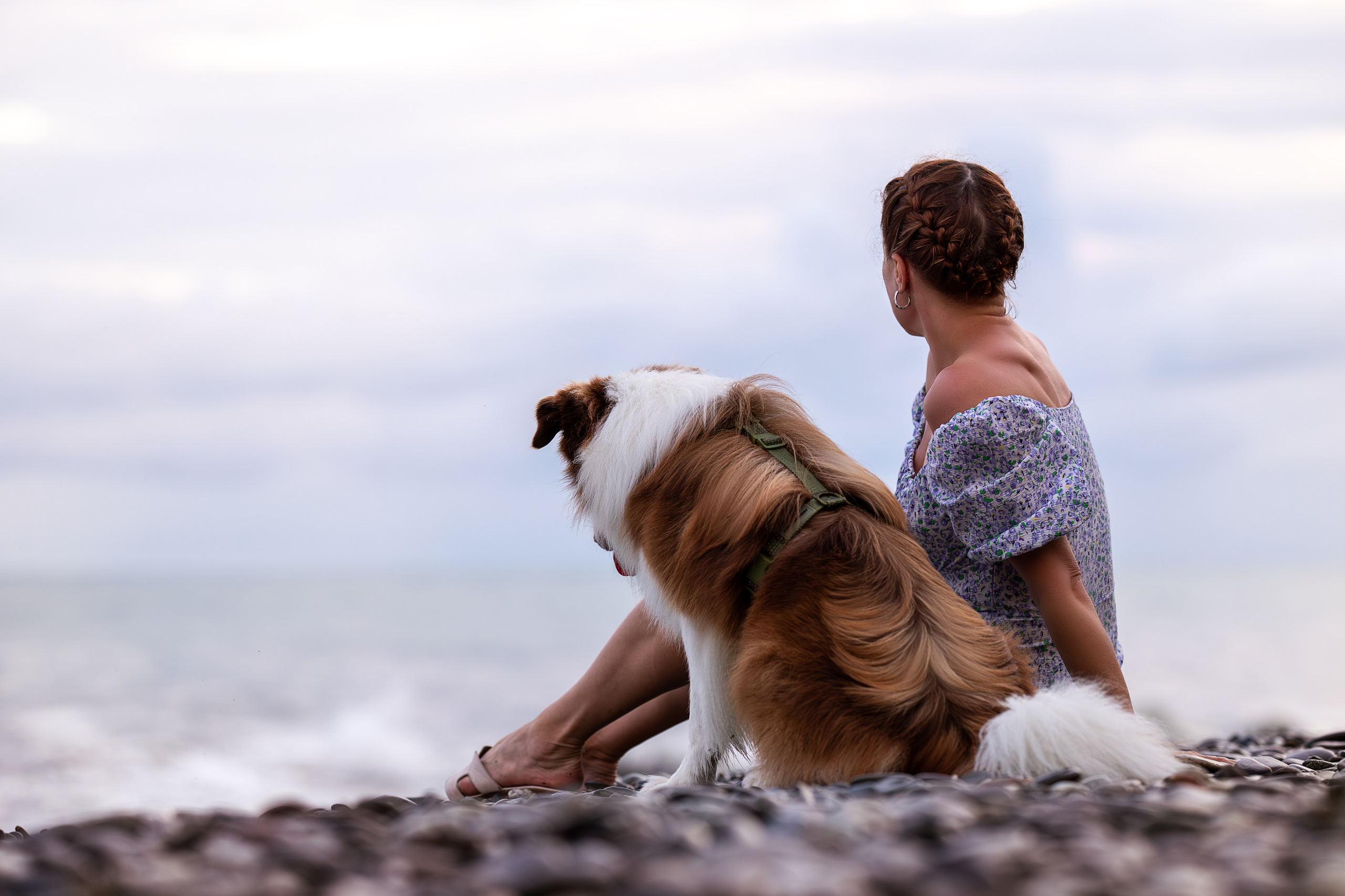 Нолан, Бордер-колли. Ирина Голомб|Фотограф-анималист в  Сочи и Калининграде