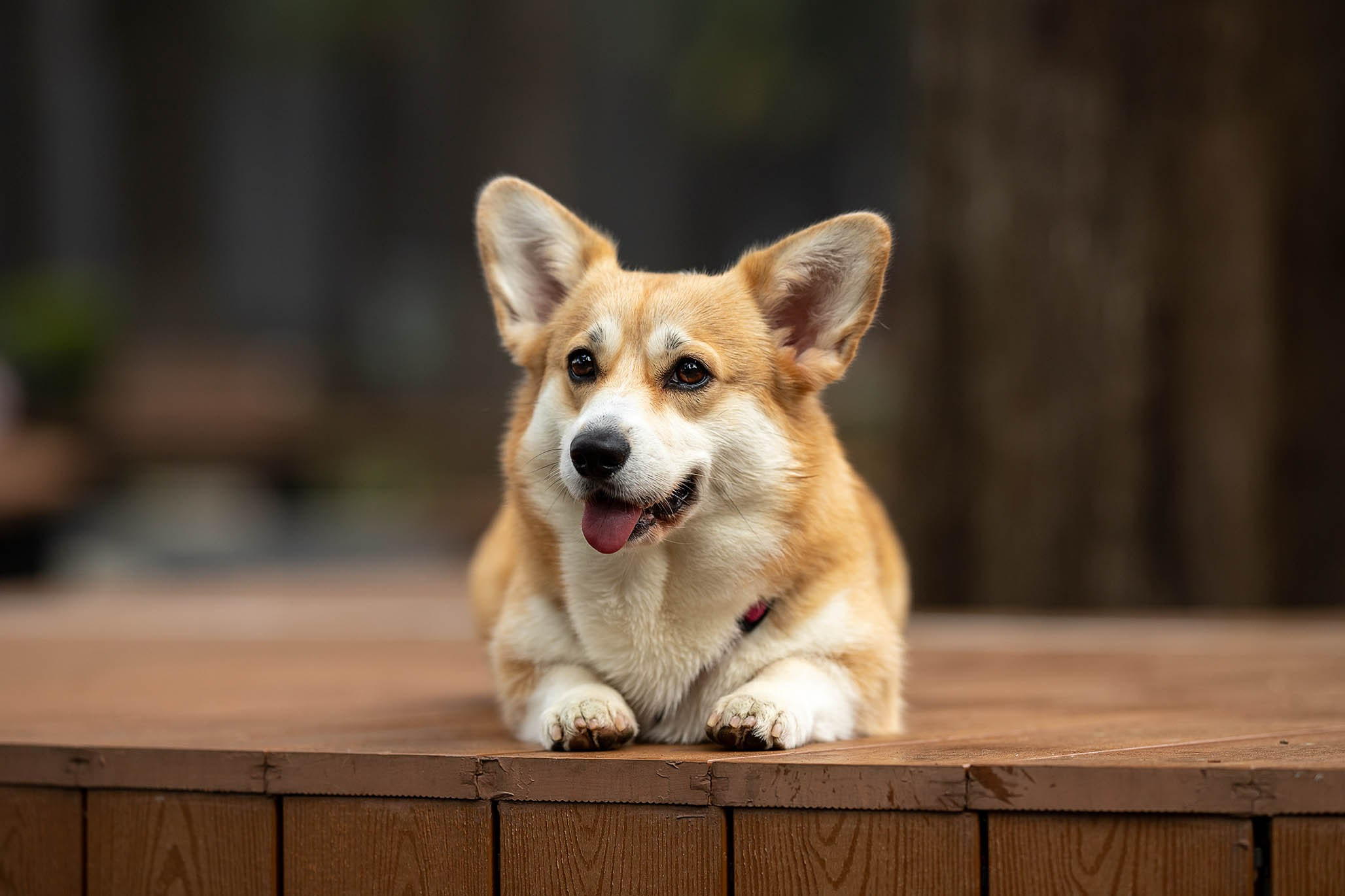 Лиса и Деви, корги. Ирина Голомб|Фотограф-анималист в  Сочи и Калининграде