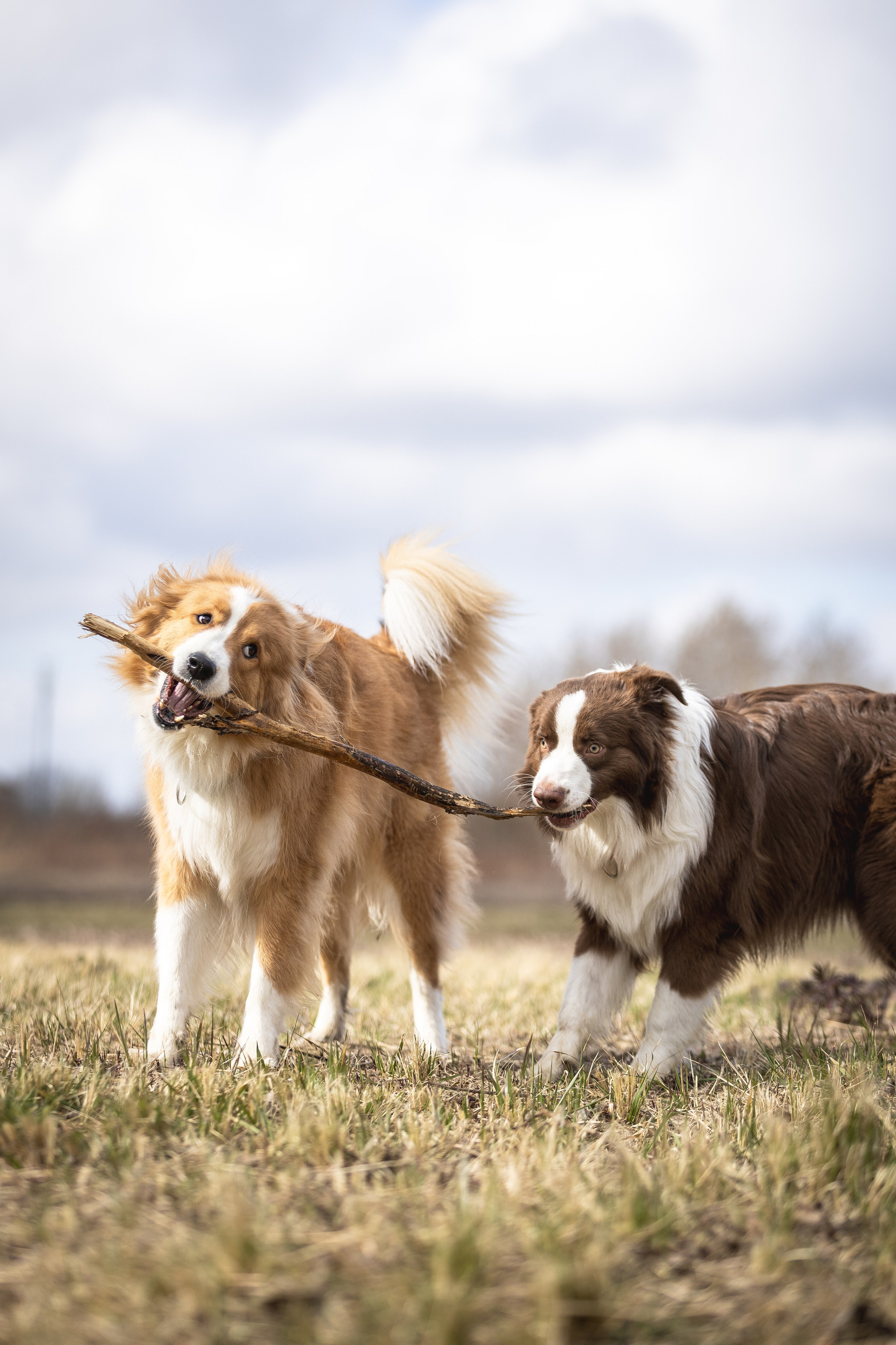 Догтуса 24.03.2024. Ирина Голомб|Фотограф-анималист в  Сочи и Калининграде