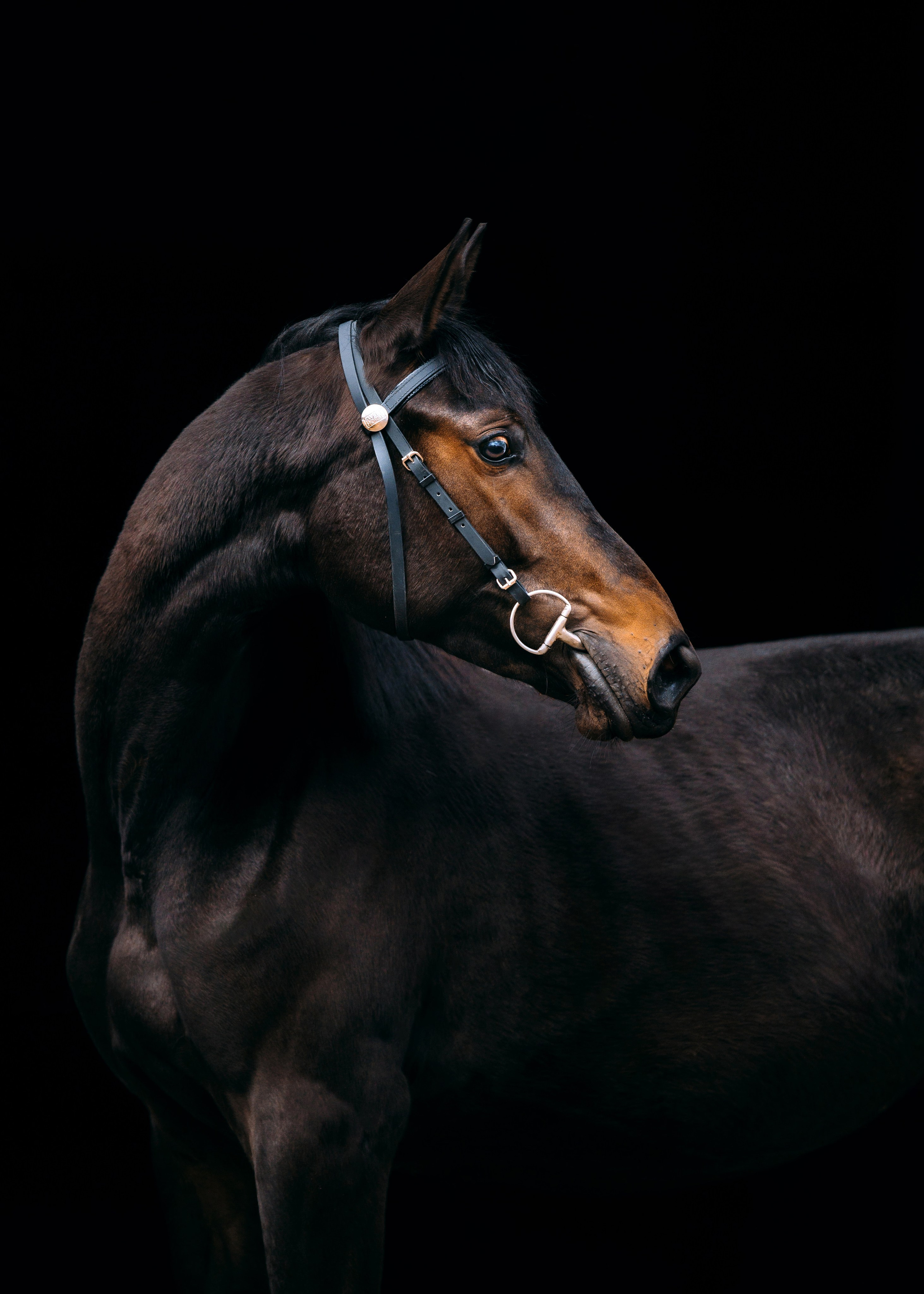 На черном фоне. Фотограф-анималист Ксендзова Кристина