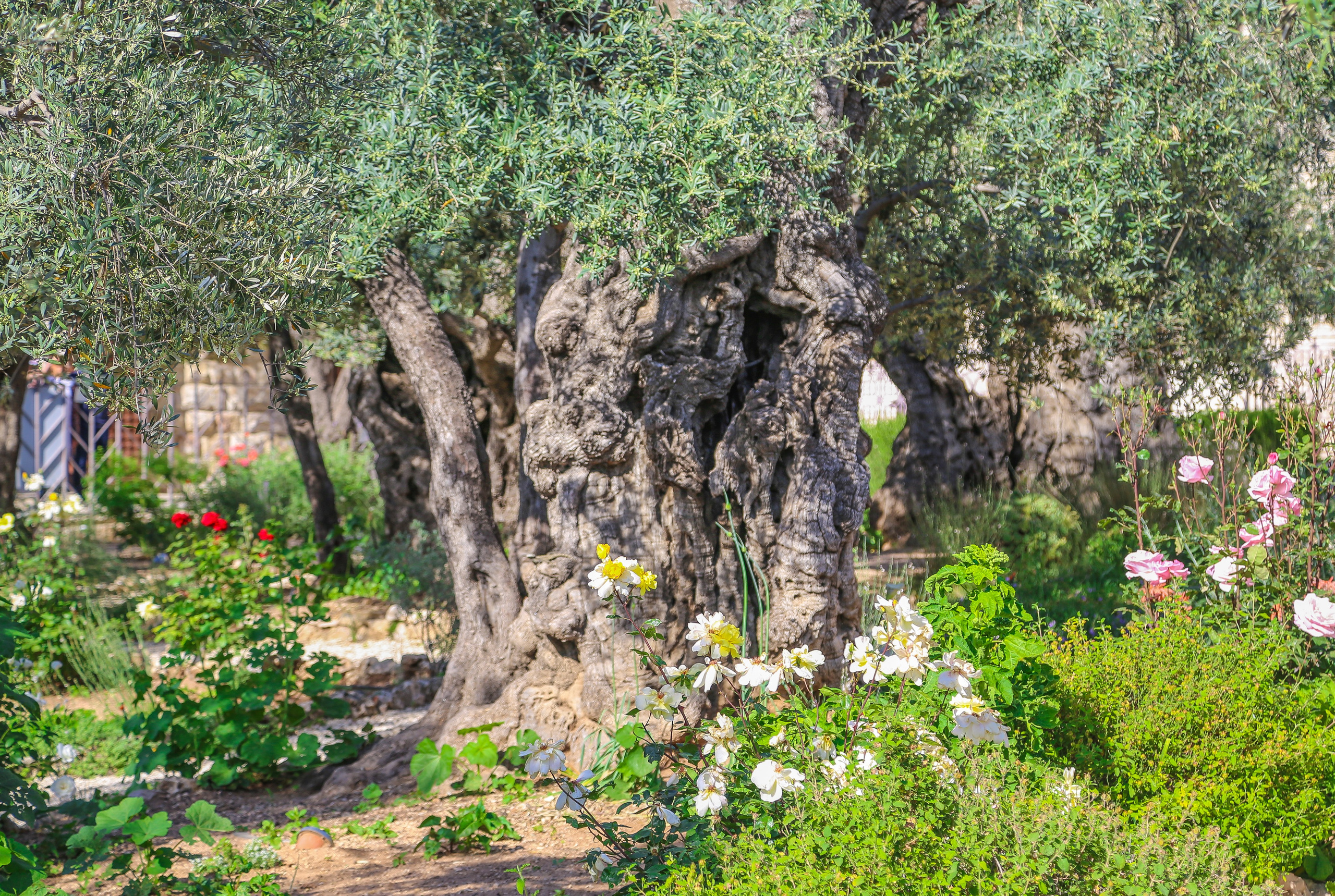 Израиль: Иерусалим. Дарья Письменюк / Darya Leitstern — фотограф, музыкант, журналист, путешественник