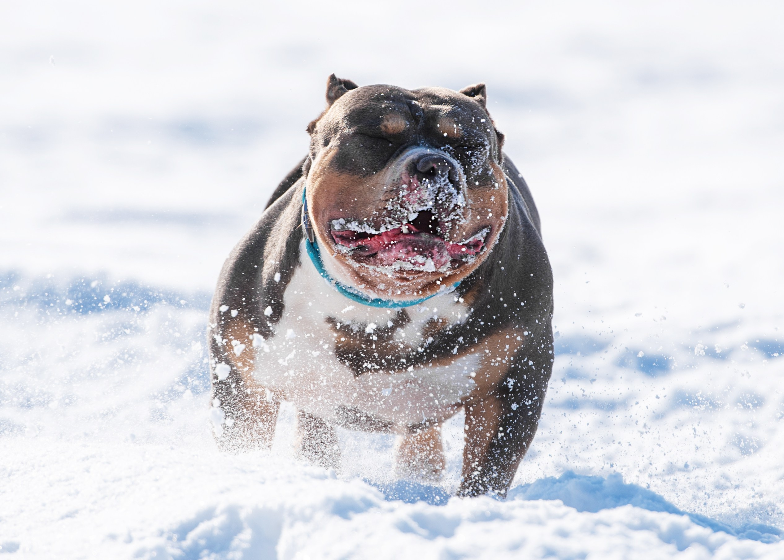 Булли. Дог-фотограф в Тюмени Александра Королева