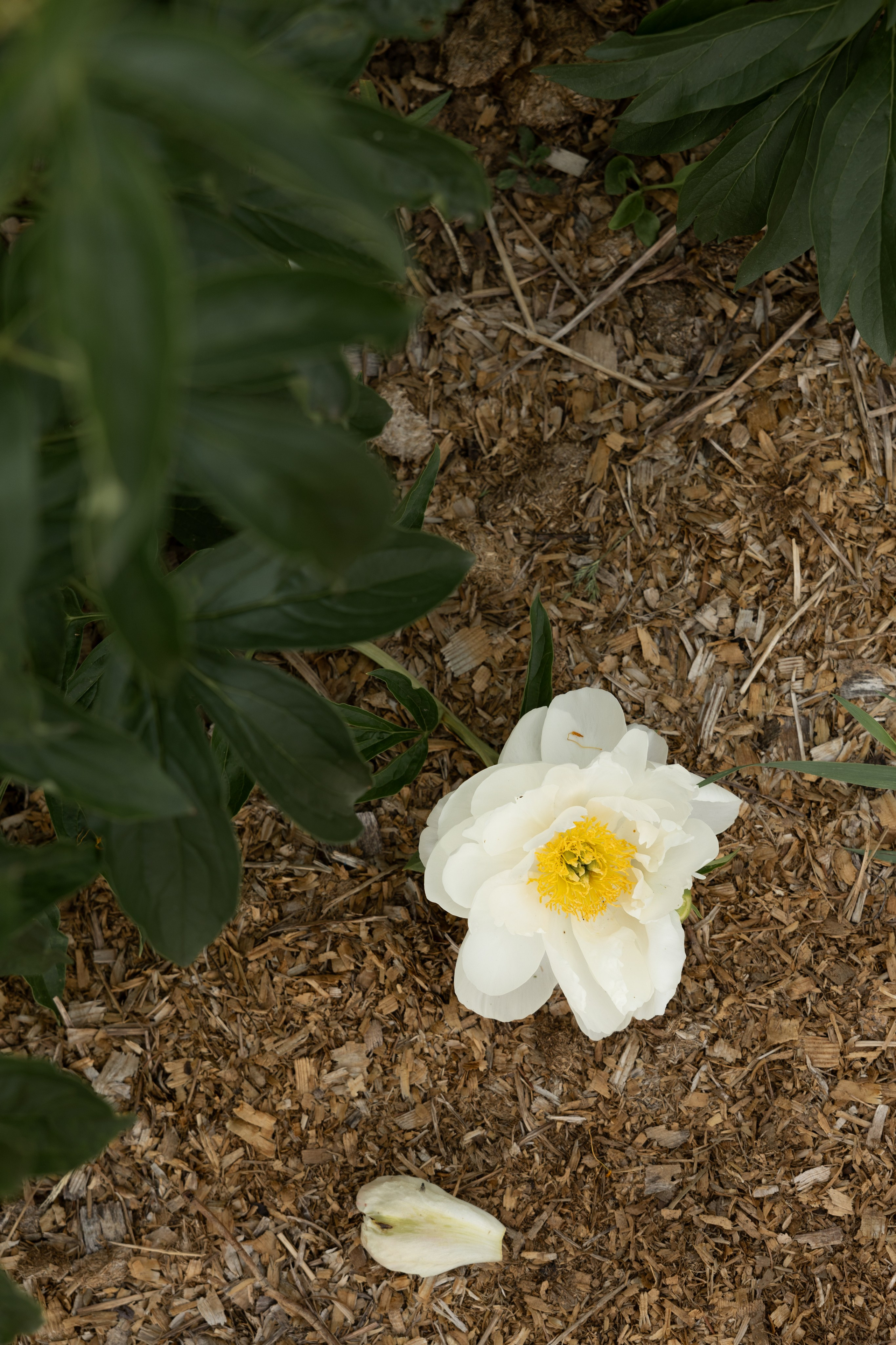 Максима Парк. Kharchenkotatianaweddingphoto