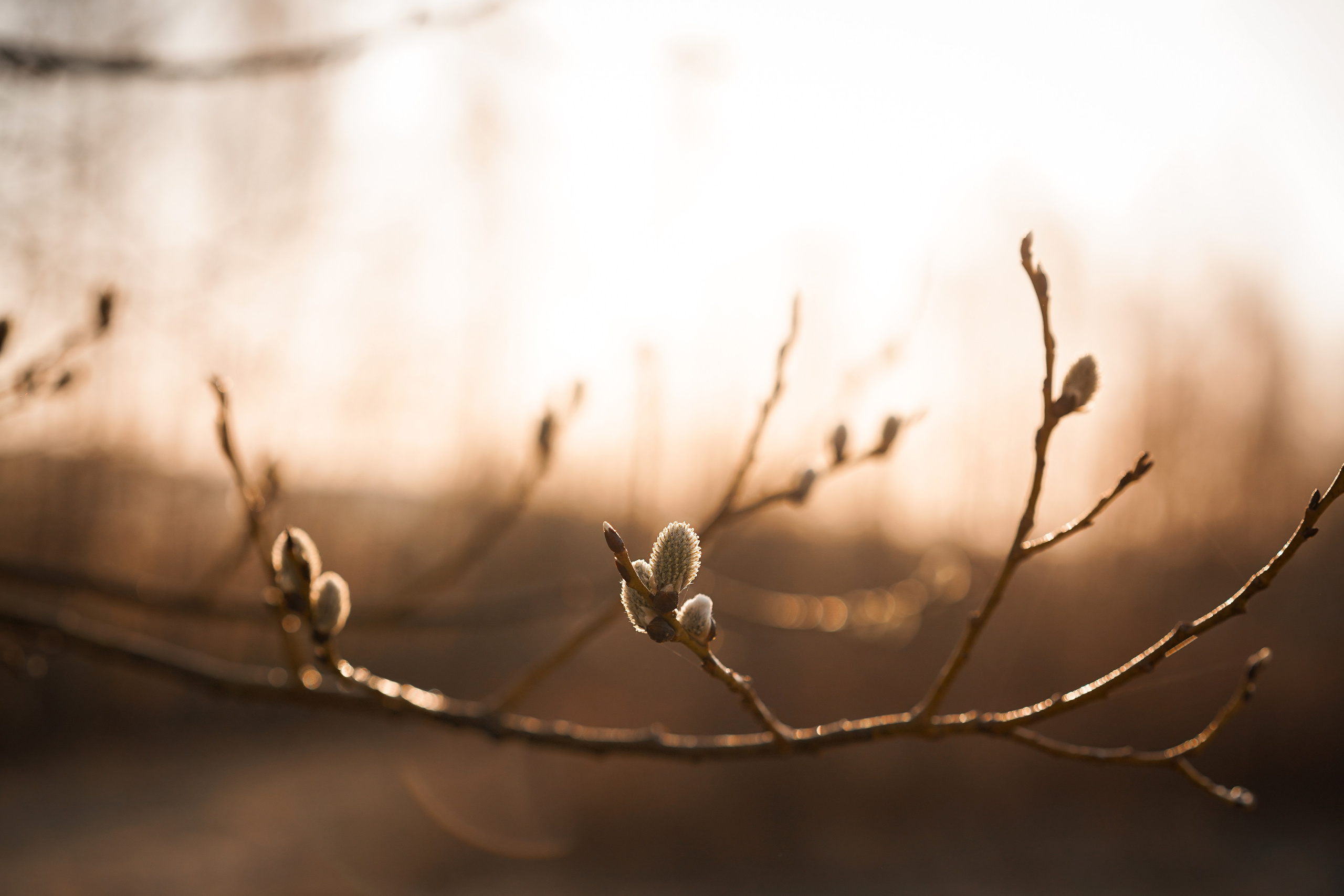 Кристина Рокки и Валькирия. Фотограф-анималист в Санкт-Петербурге Яна Мартынова