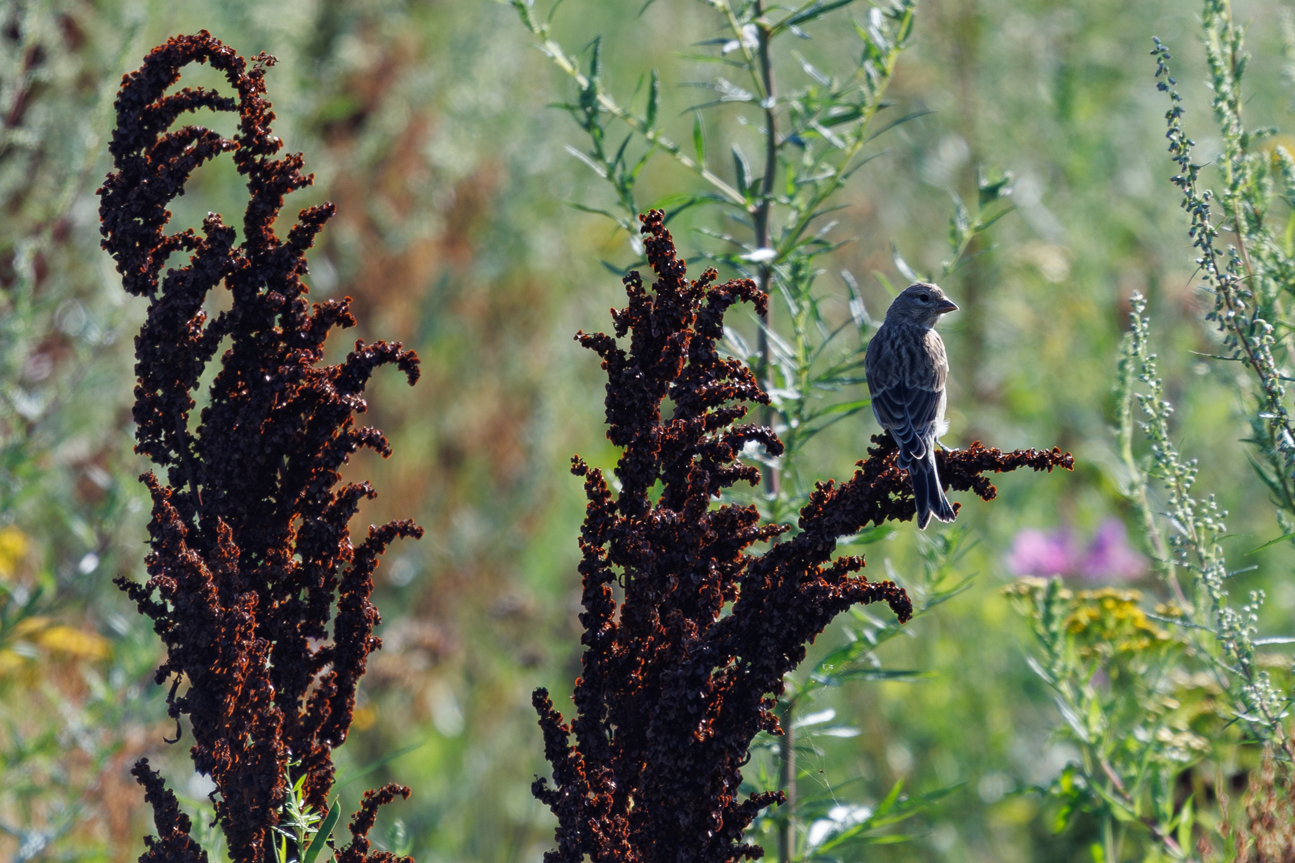 Птицы Москворецкого пойменного заказника. Птицы парков г. Люберцы