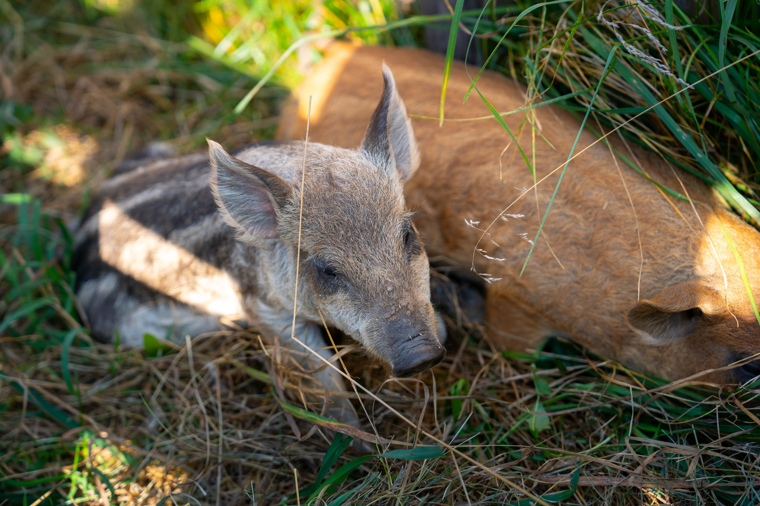 Ярмарка. Фотограф Наталья Сорока Ижевск