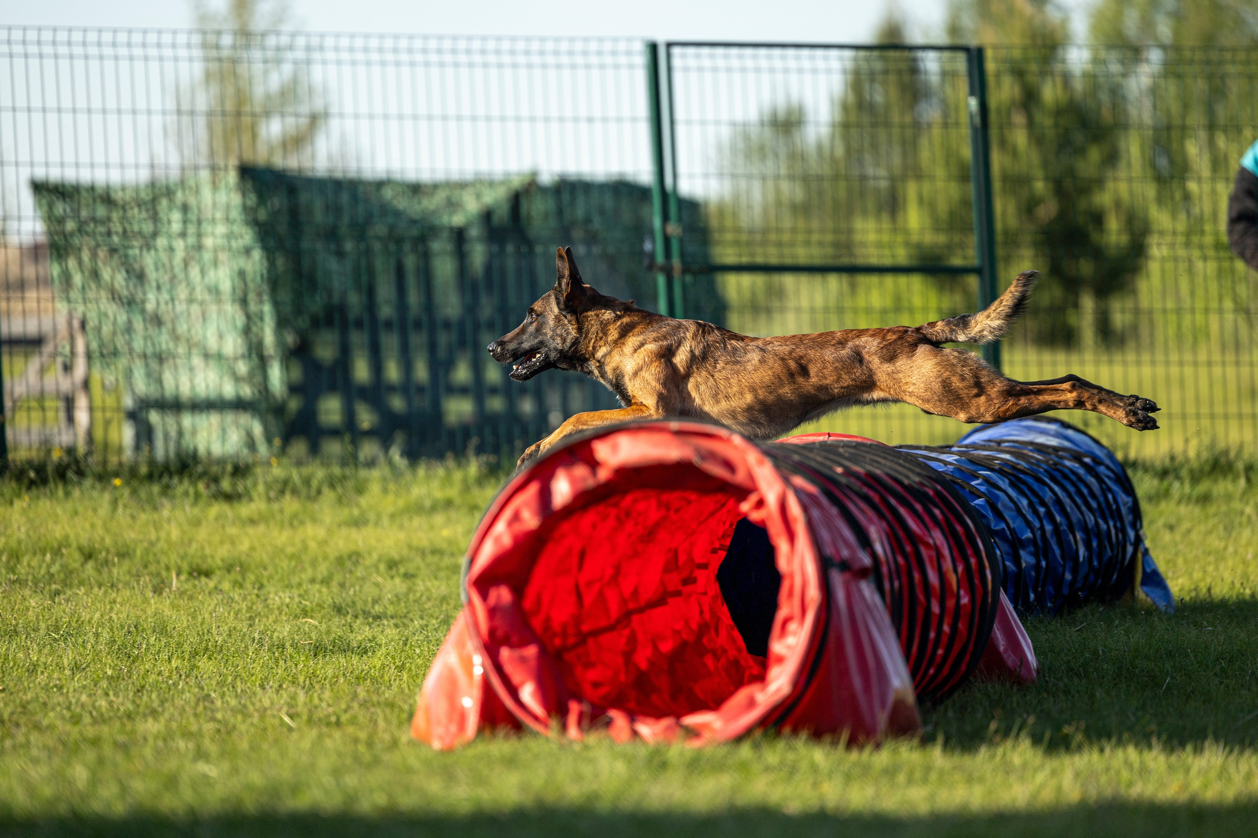 Испытания по мондьорингу в Нижнем Новгороде. Фотограф-анималист Анна Маринич