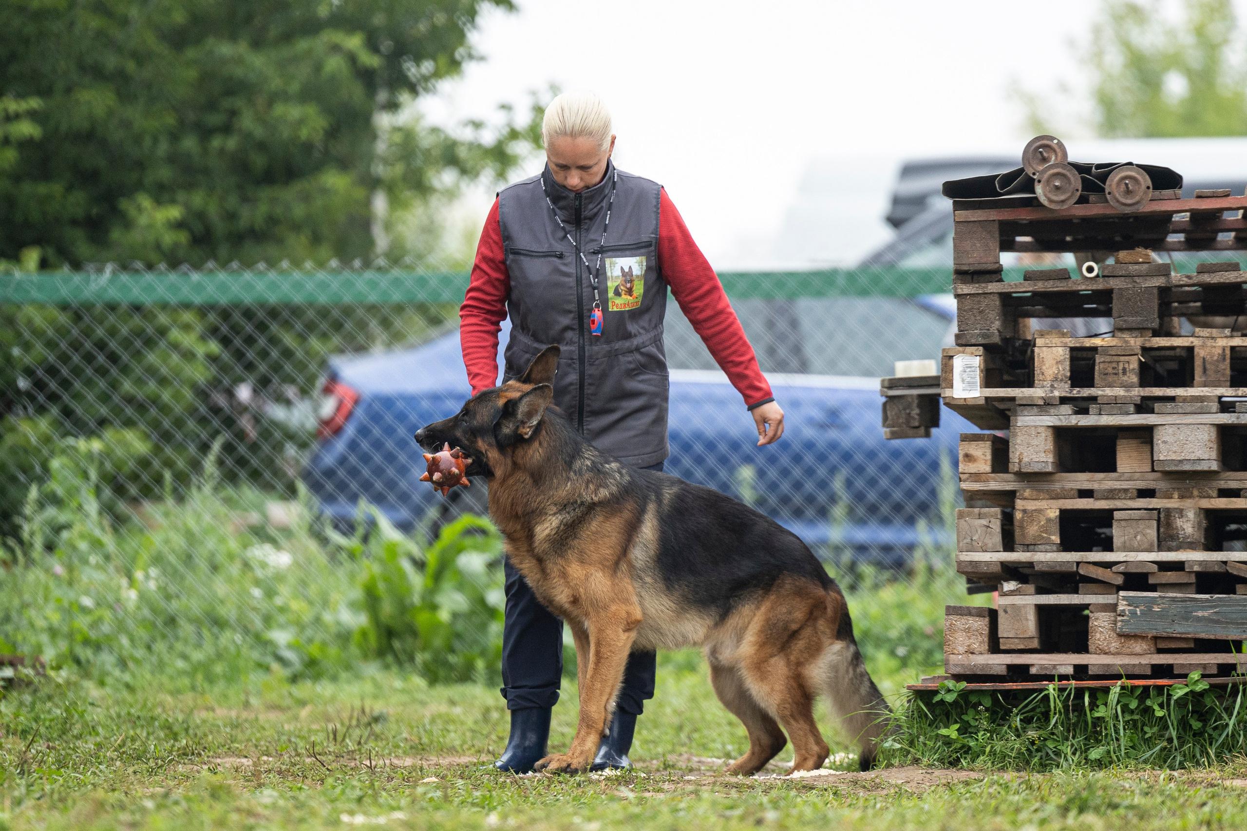 Соревнования по Мондьорингу г. Вологда 10-11.08.2024. Фотограф-анималист Анна Маринич