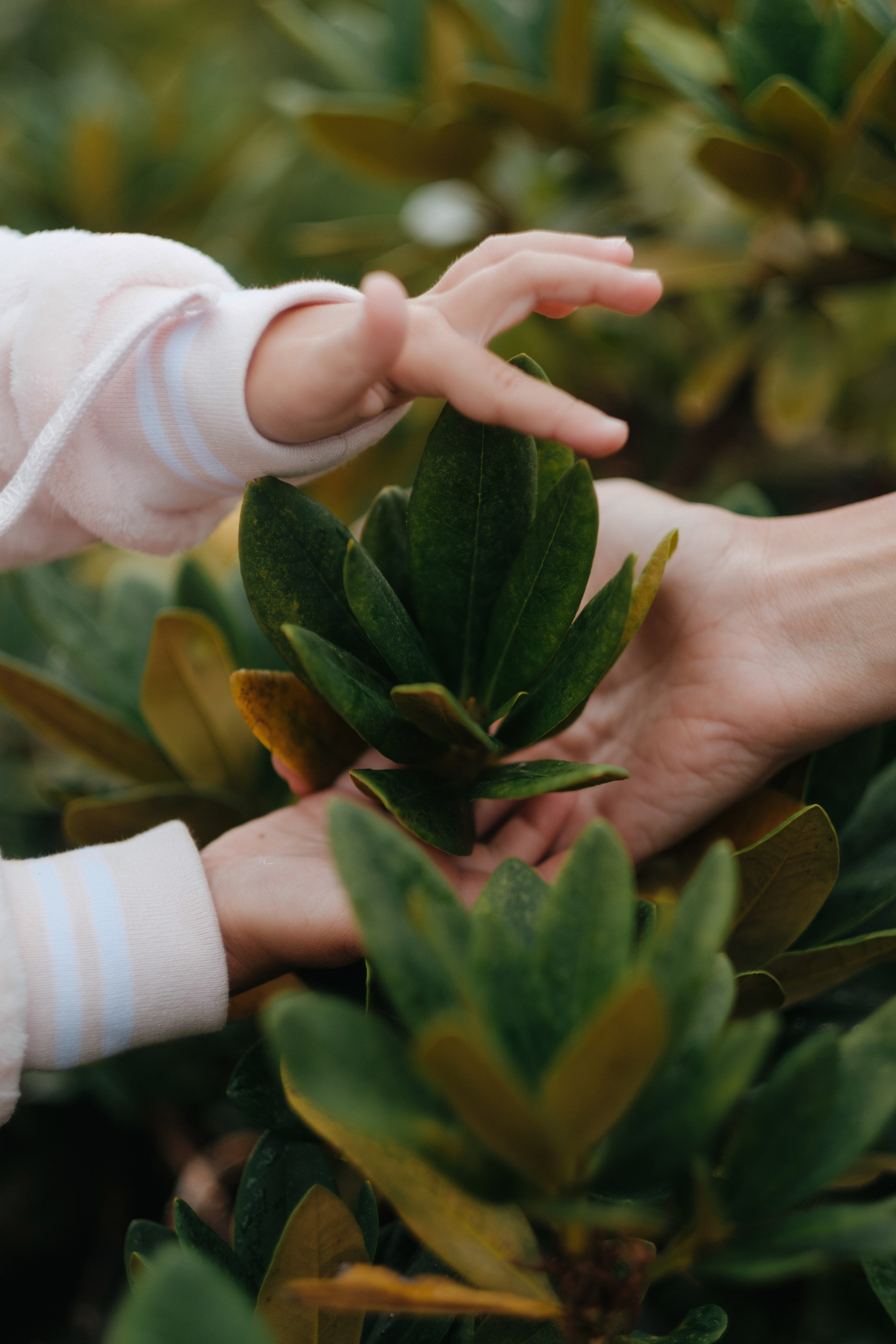 Горная карусель. Свадебный Видеограф Фотограф в Сочи