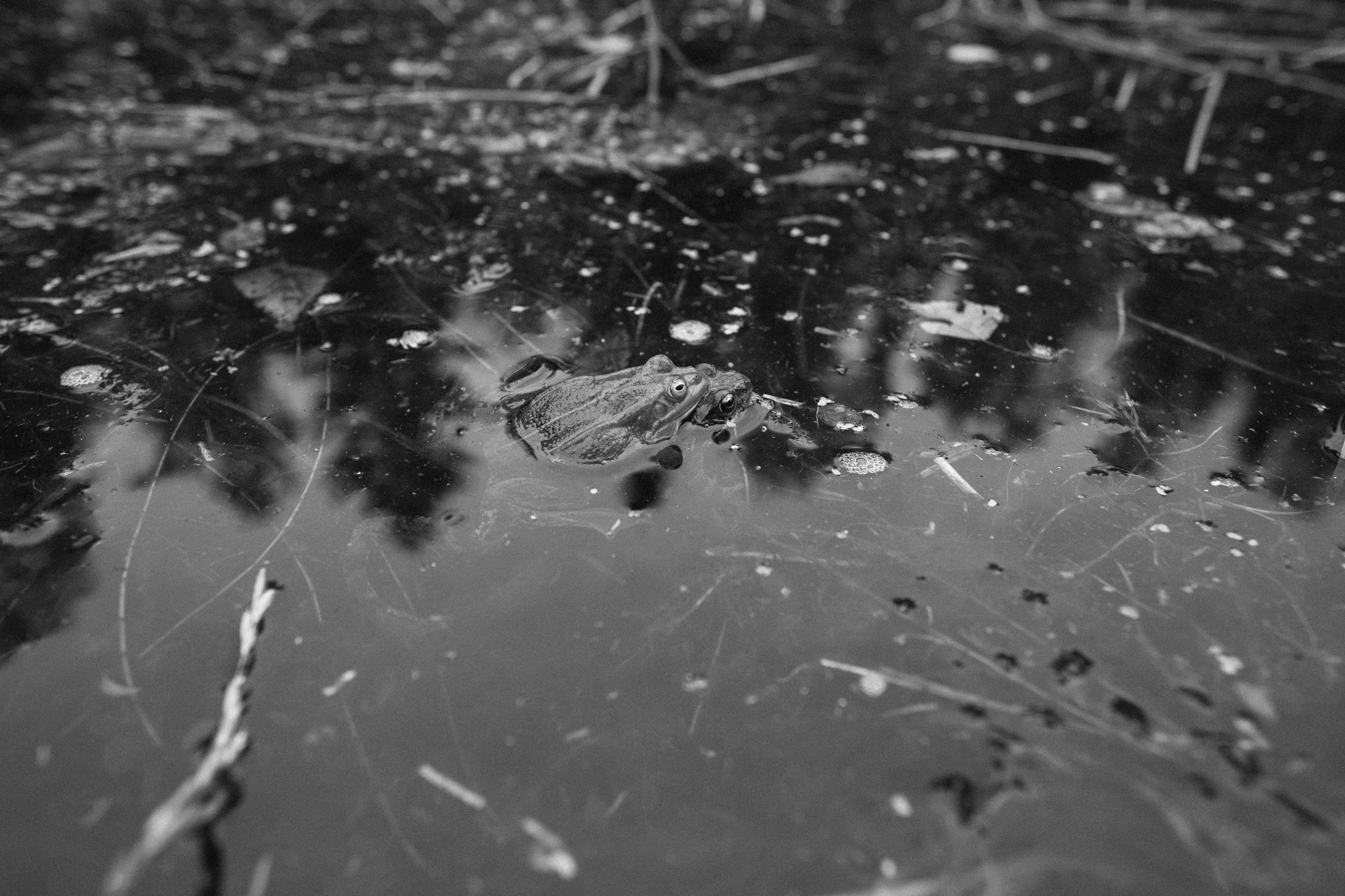 Ни одна лягушка не пострадала))). Свадебные и семейные фотографы в Москве Максим и Оксана Первомай