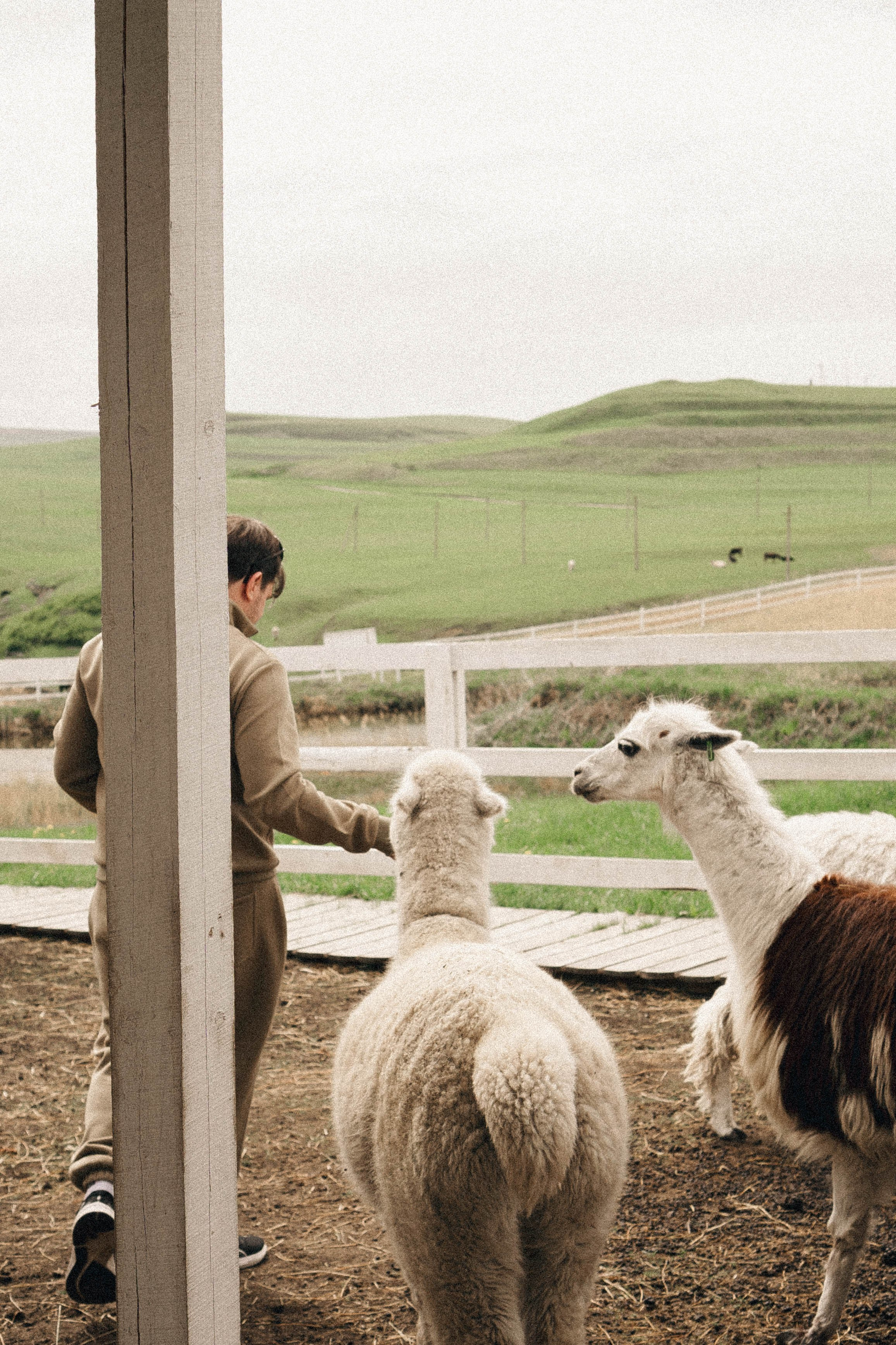 Ферма Альпак. Профессиональный фотограф, Санкт-Петербург — Виктория Богомолова