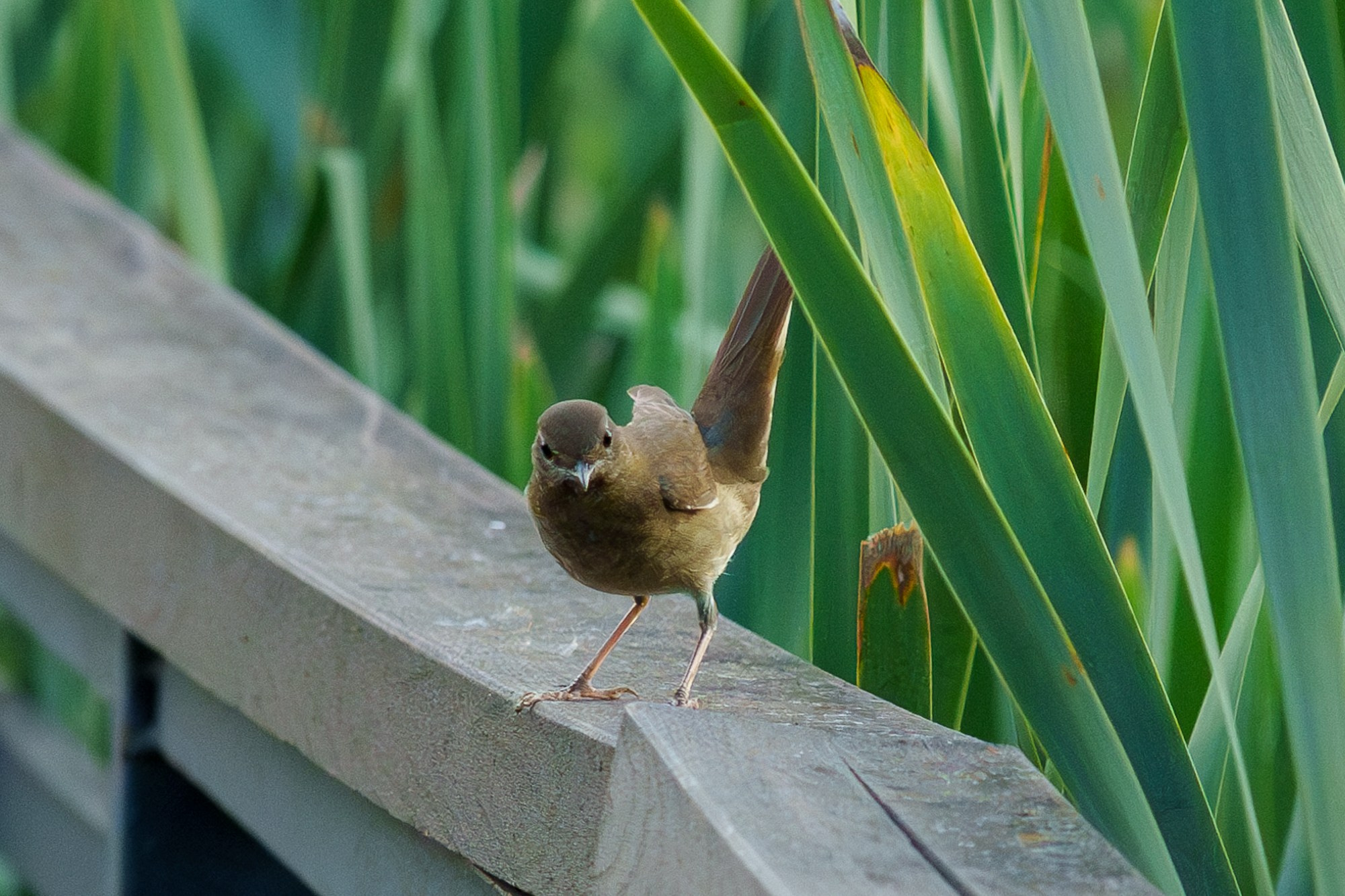 Удивительные мир птиц. Вокруг нас столько прекрасного — присмотритесь!. Ваш личный фотограф Марина Волкова