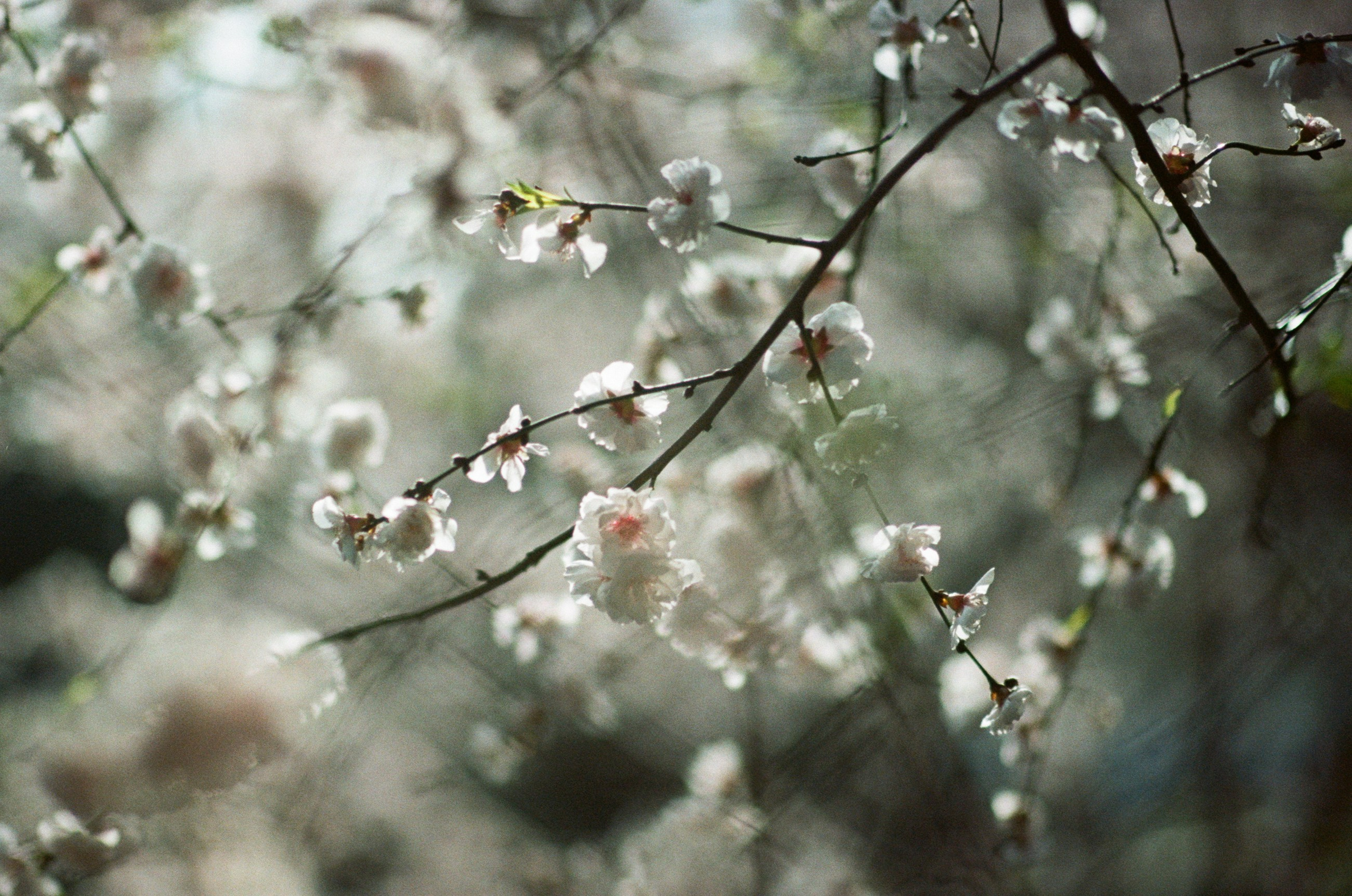 Sakura blues // ukraine, crimea. EVER EXPOSED