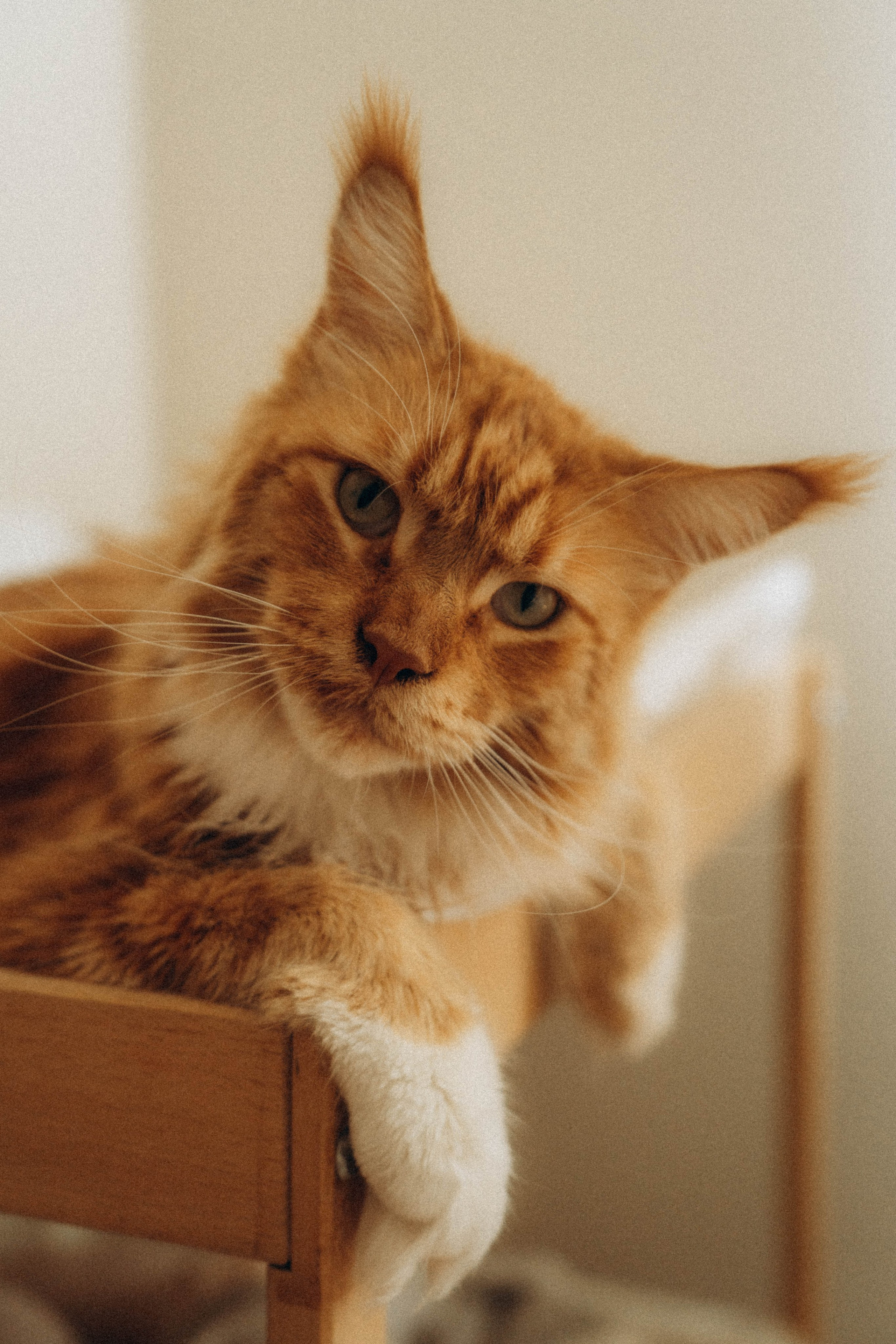 Аврора. Фотограф Москва Селюкова Юлия