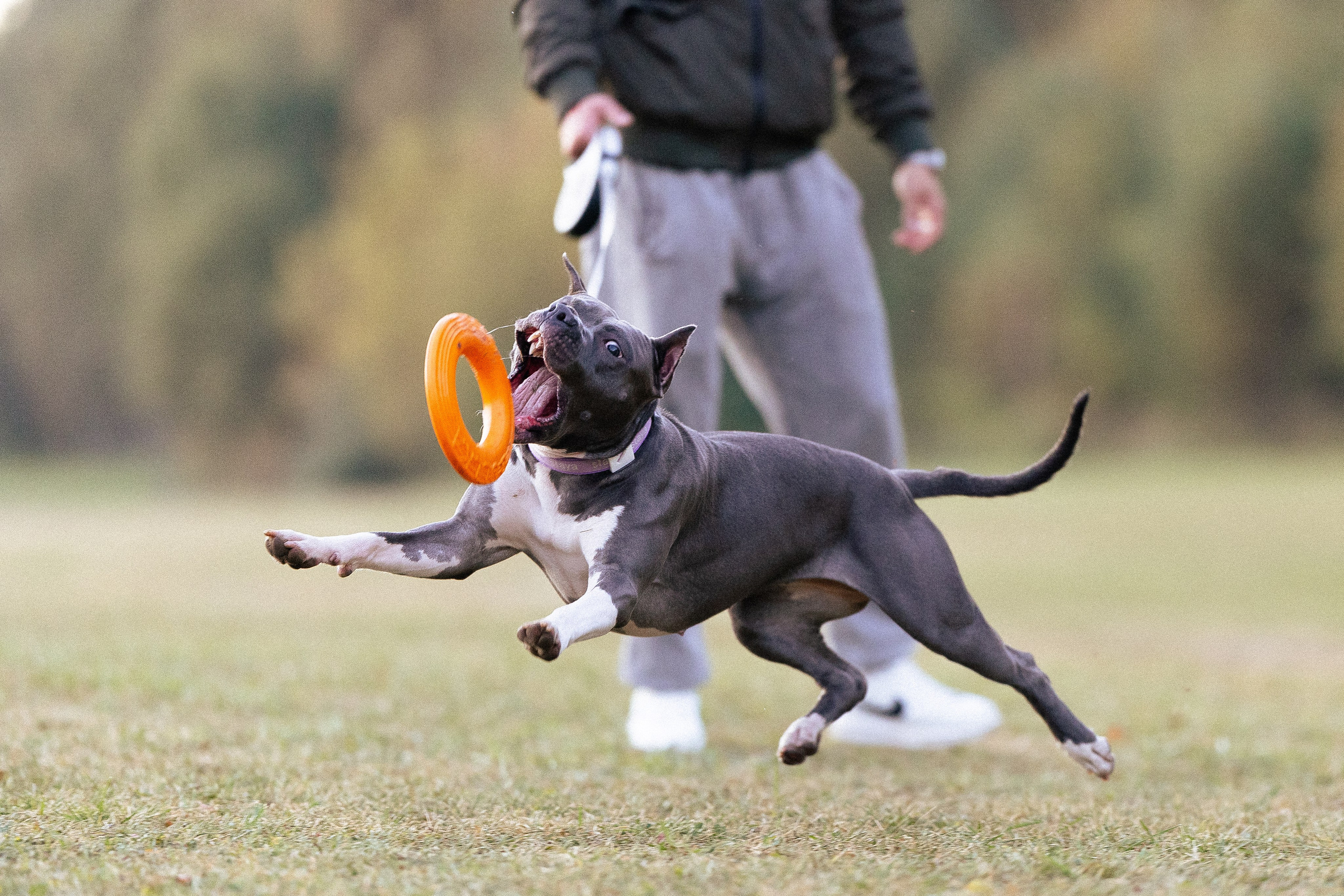 Катя, Леша, Лея и Трой. Фотограф и видеограф анималист Аганина Дарья