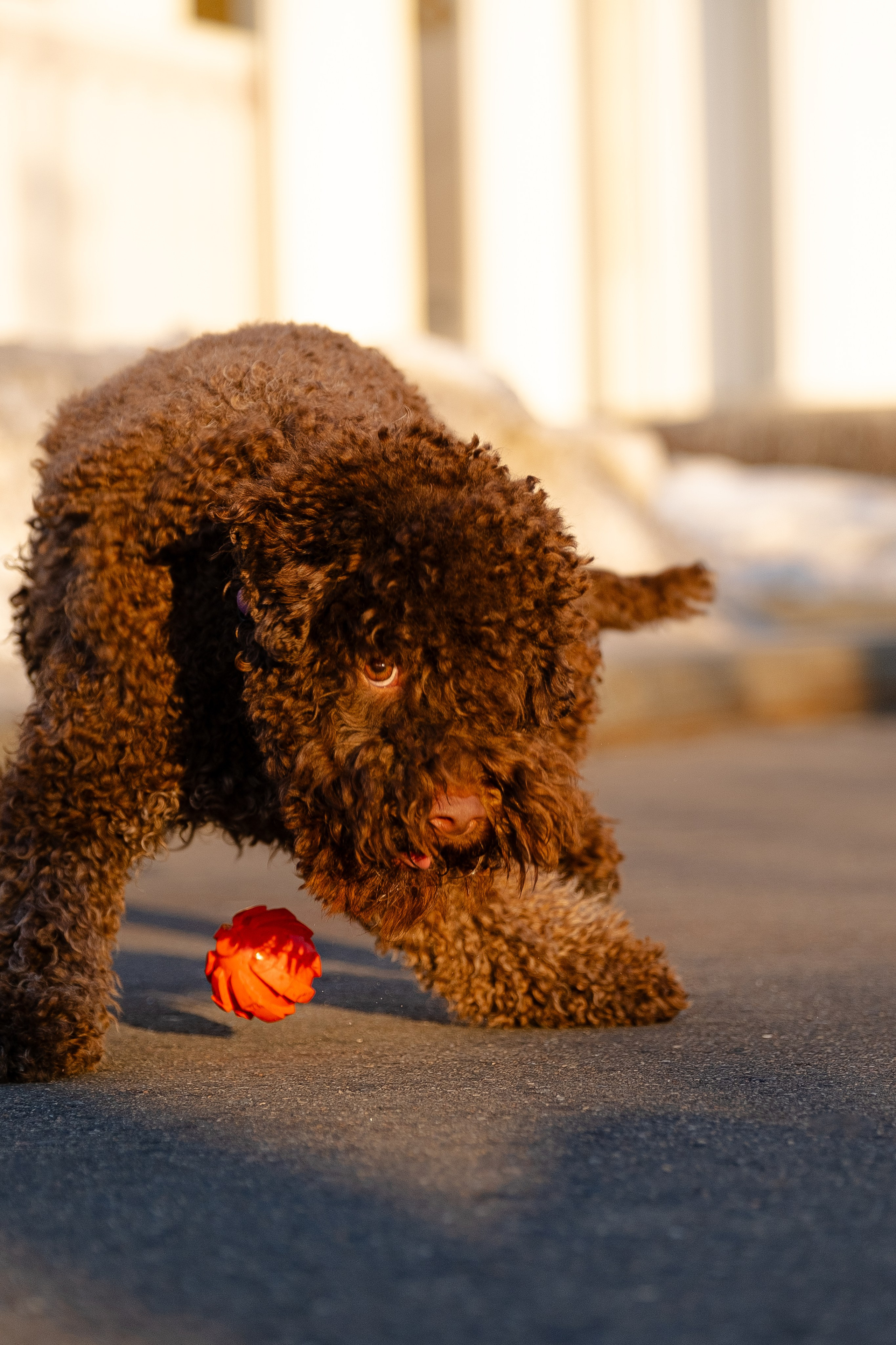 Тьеринна и Миша. Фотограф и видеограф анималист Аганина Дарья