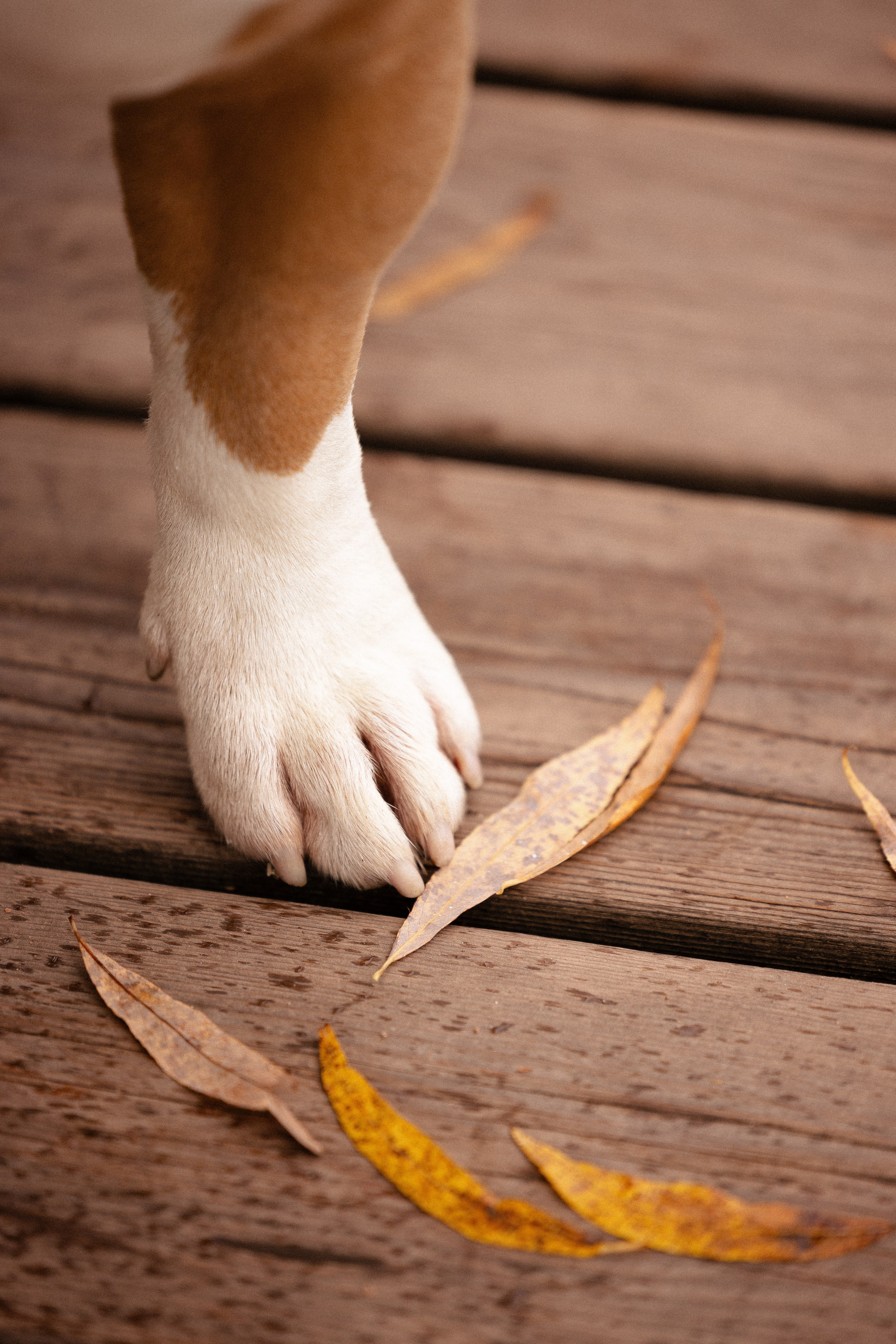 Алена и Тор. Фотограф и видеограф анималист Аганина Дарья
