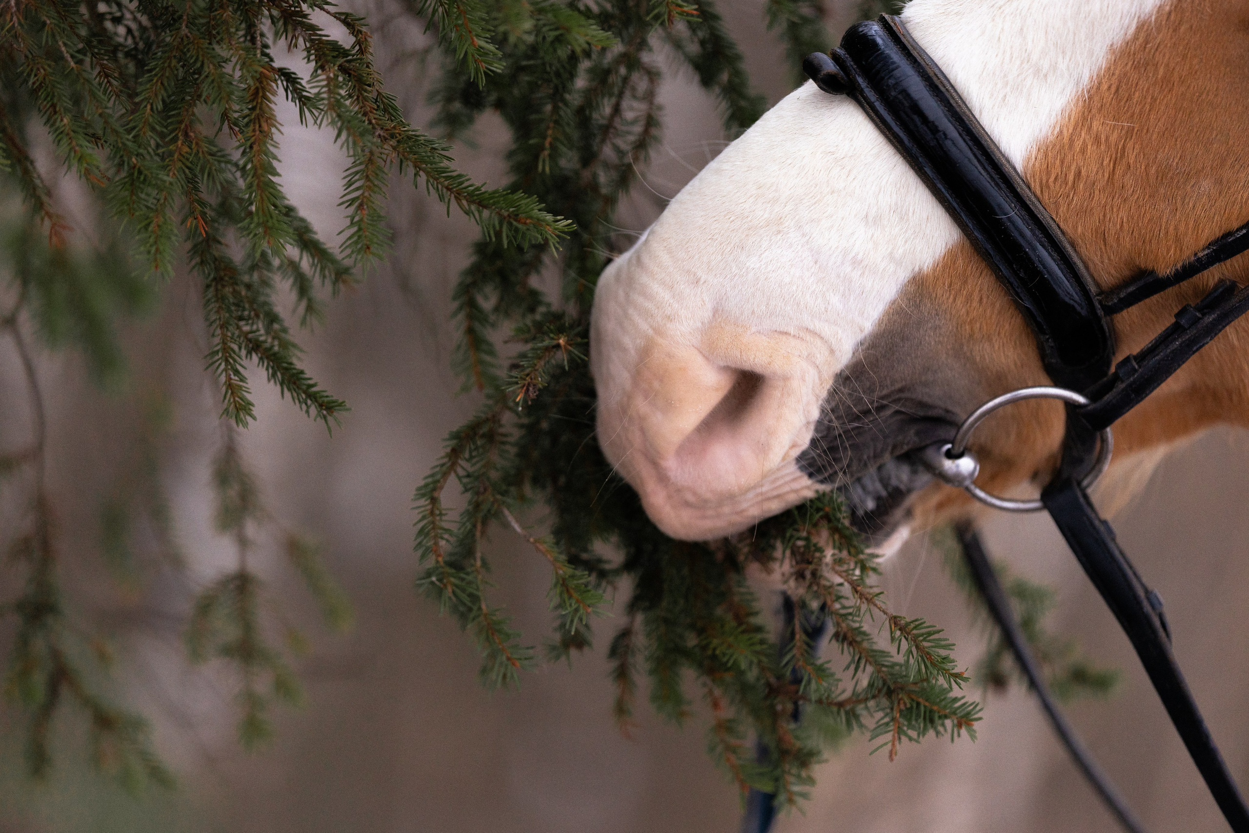 Бейкер. Фотограф и видеограф анималист Аганина Дарья