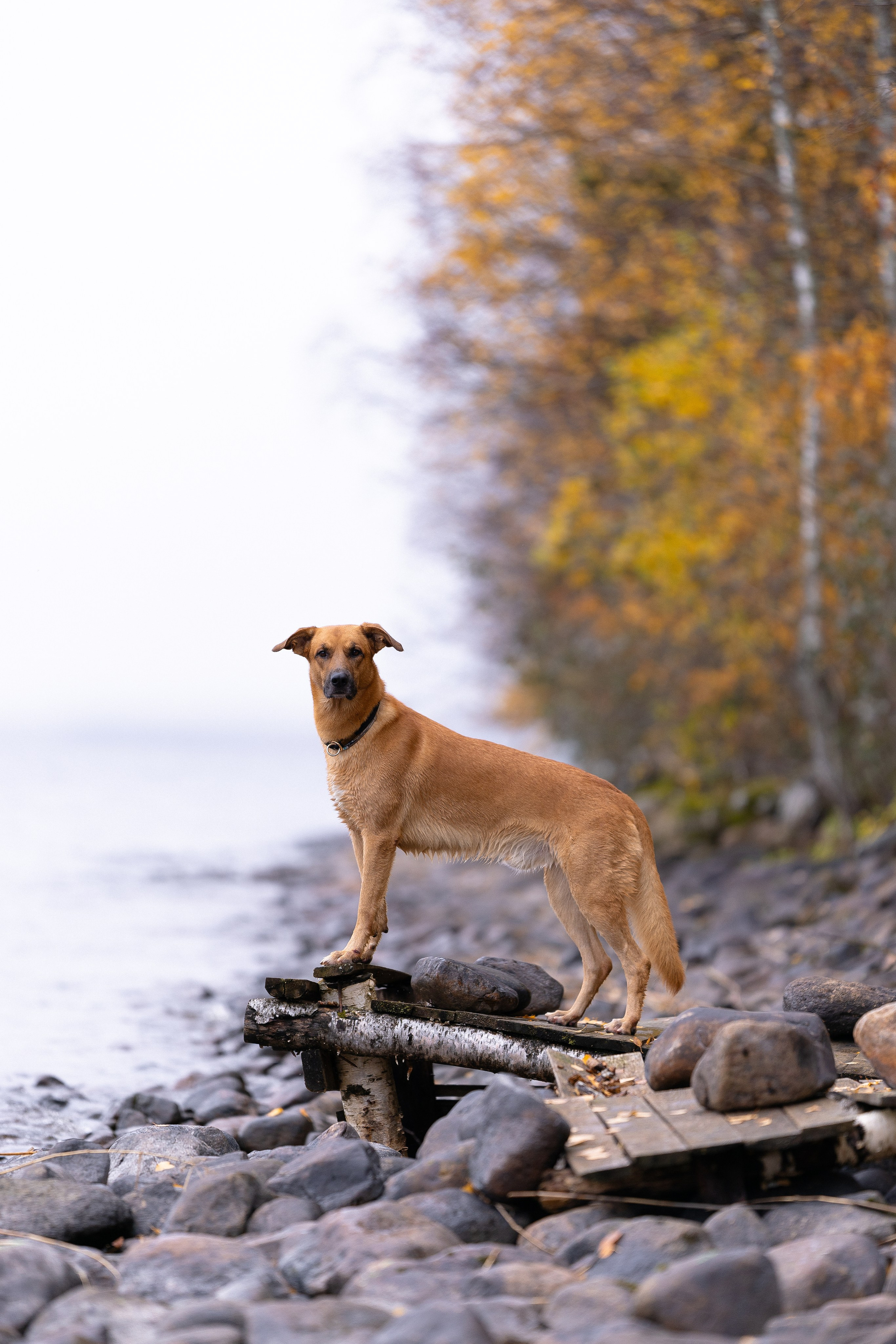Karelia. Фотограф и видеограф анималист Аганина Дарья