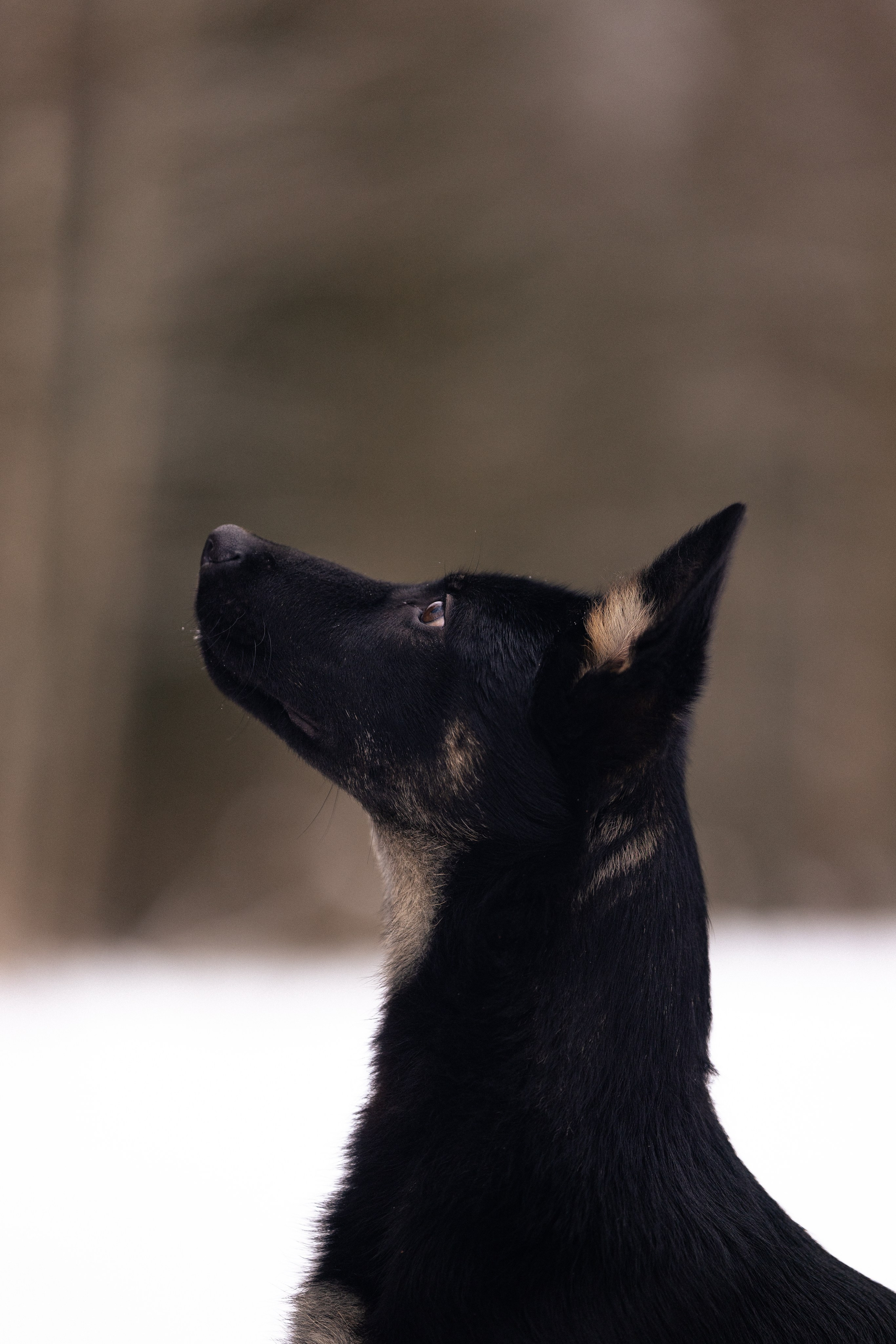 Немецкая овчарка. Фотограф и видеограф анималист Аганина Дарья
