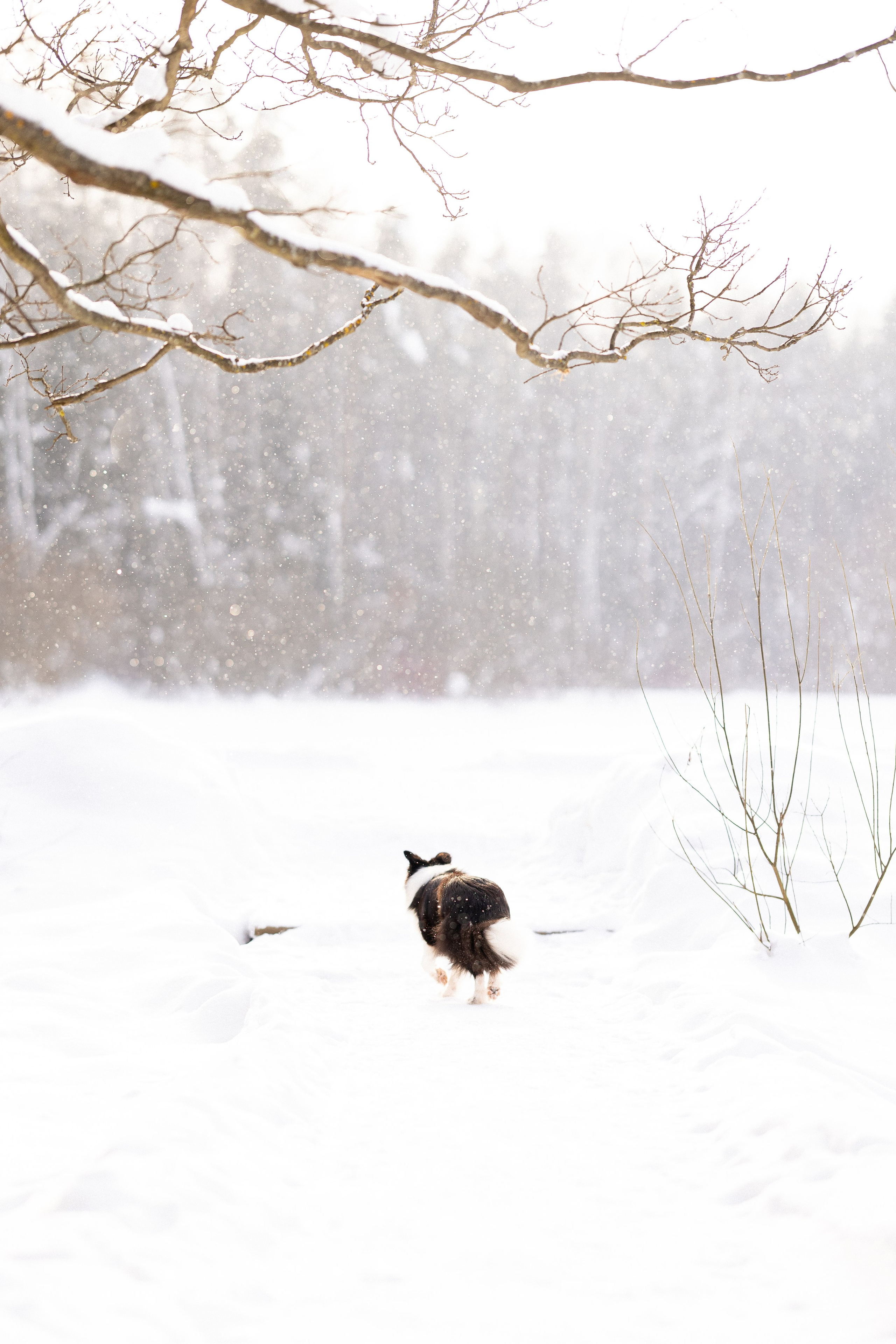 Лилия, Алексей и Ариана. Фотограф и видеограф анималист Аганина Дарья