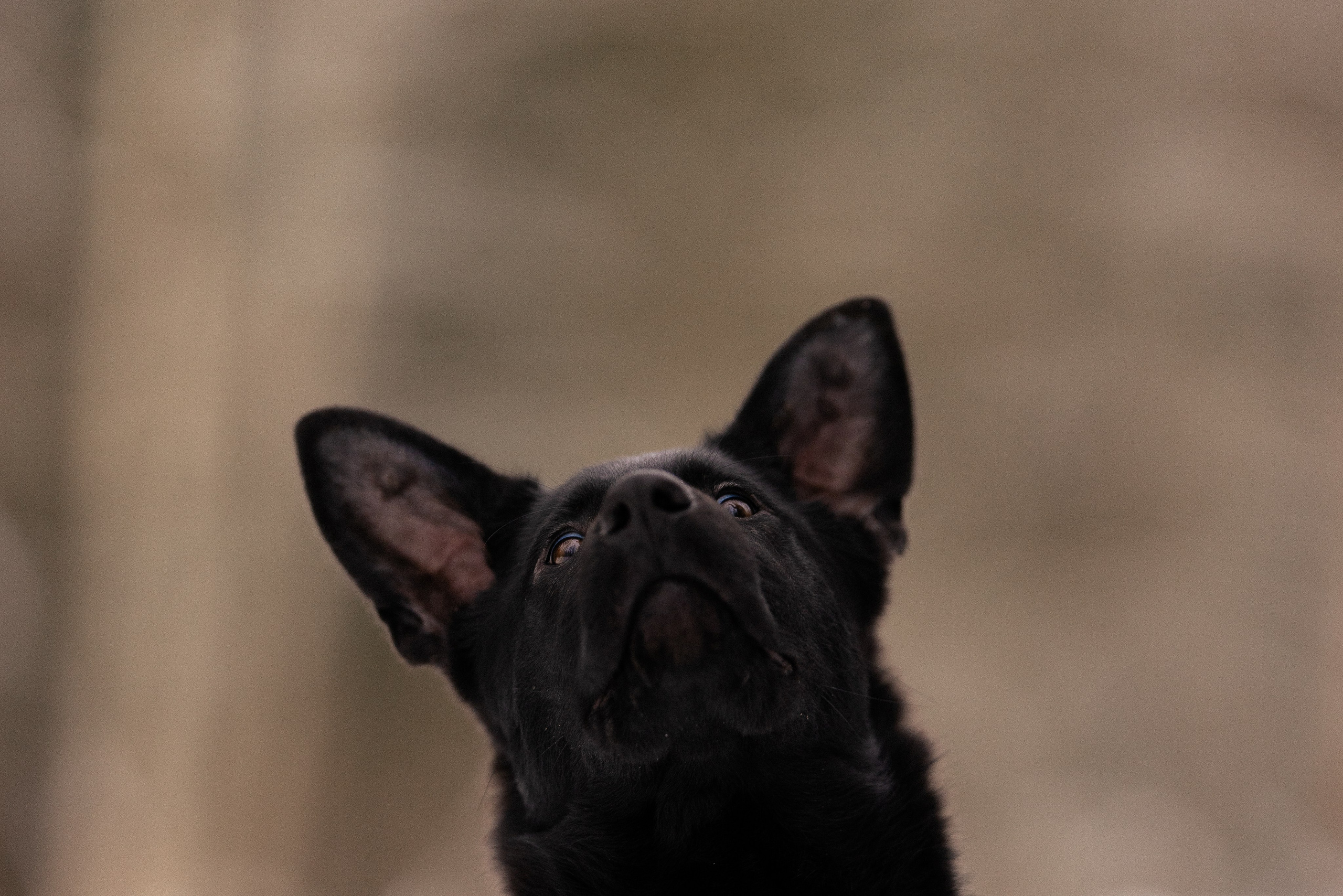 Немецкая овчарка. Фотограф и видеограф анималист Аганина Дарья