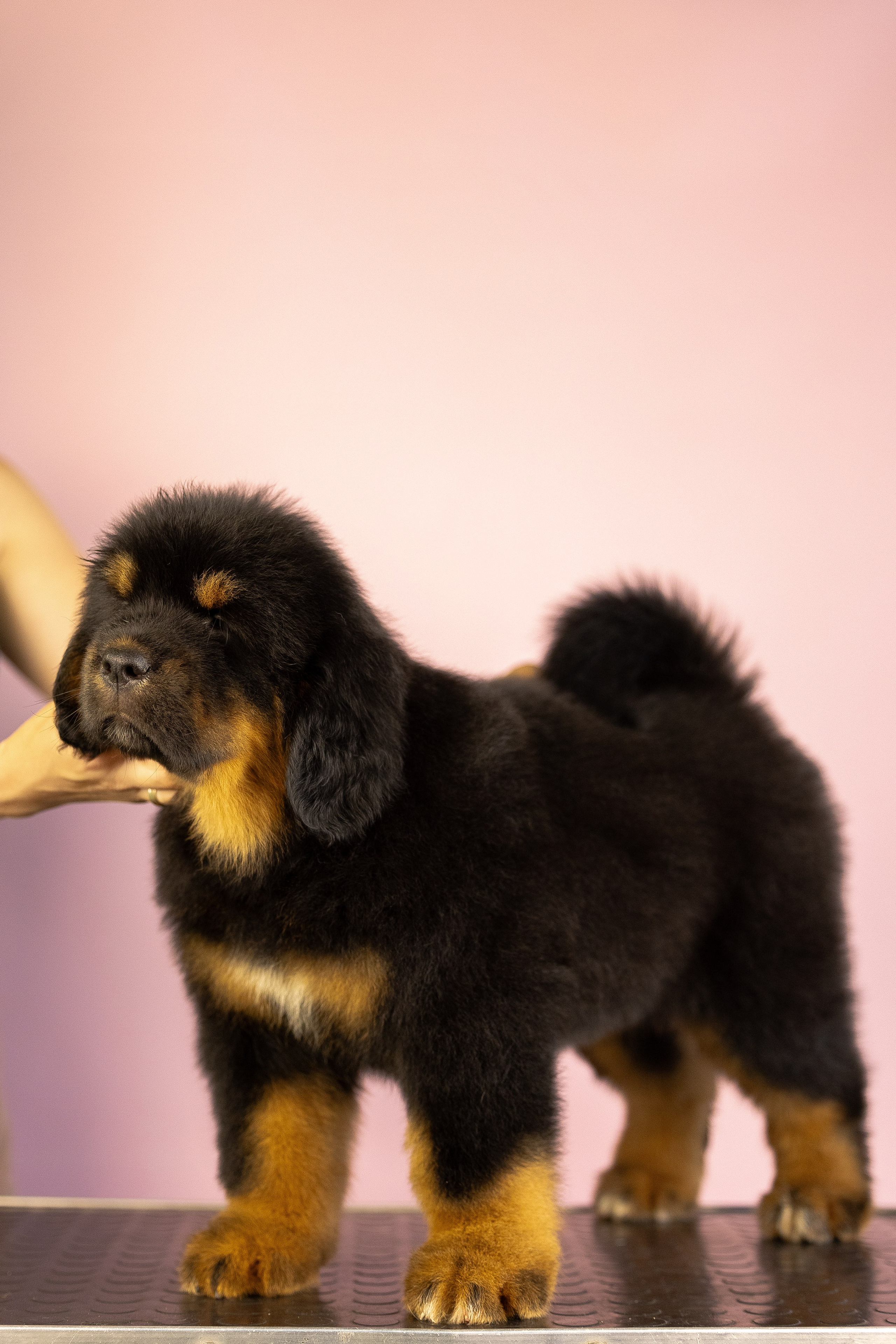 Тибетский мастиф. Фотограф и видеограф анималист Аганина Дарья