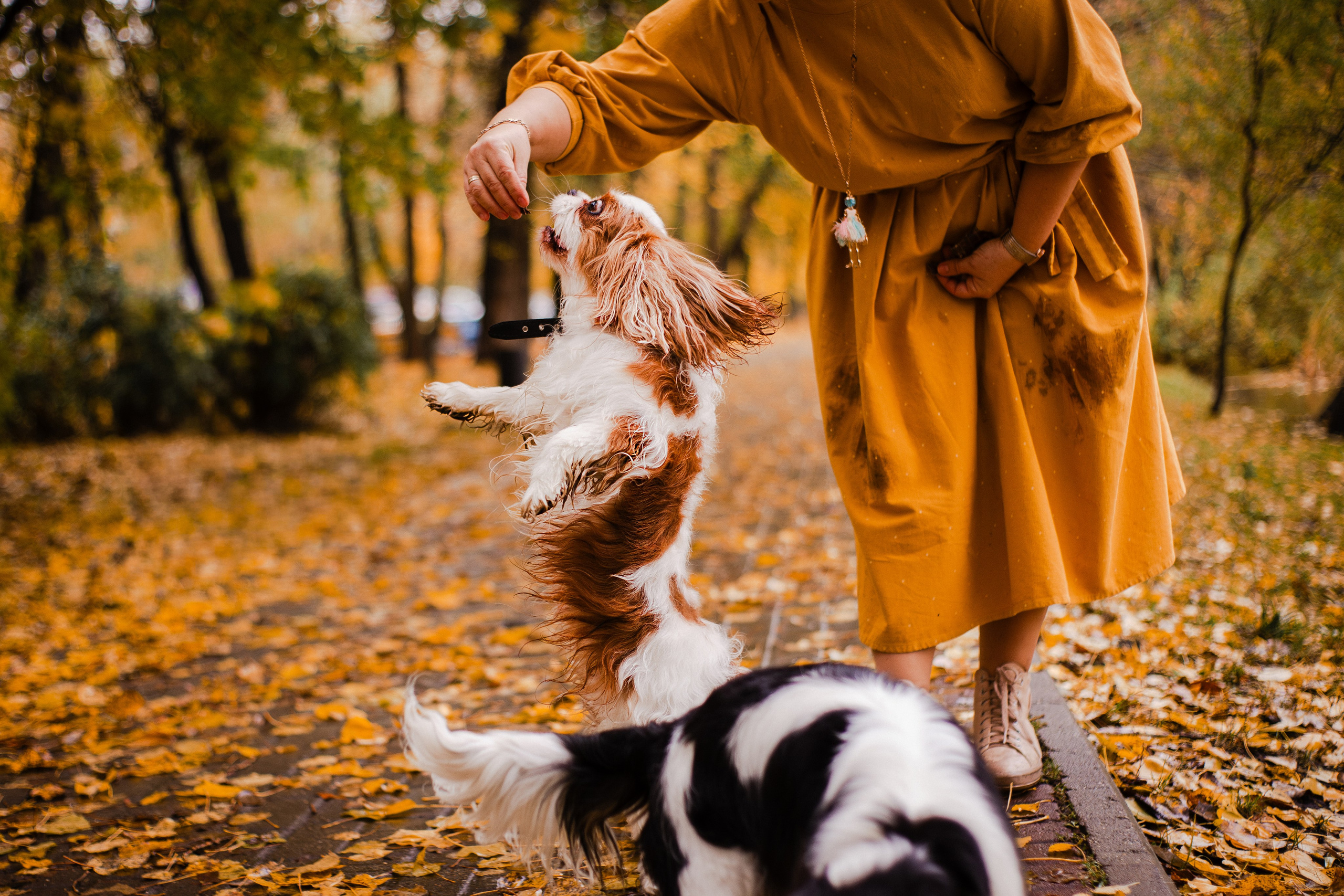 Жанна и кавалеры. Фотограф-анималист Мария Баркевич | Москва