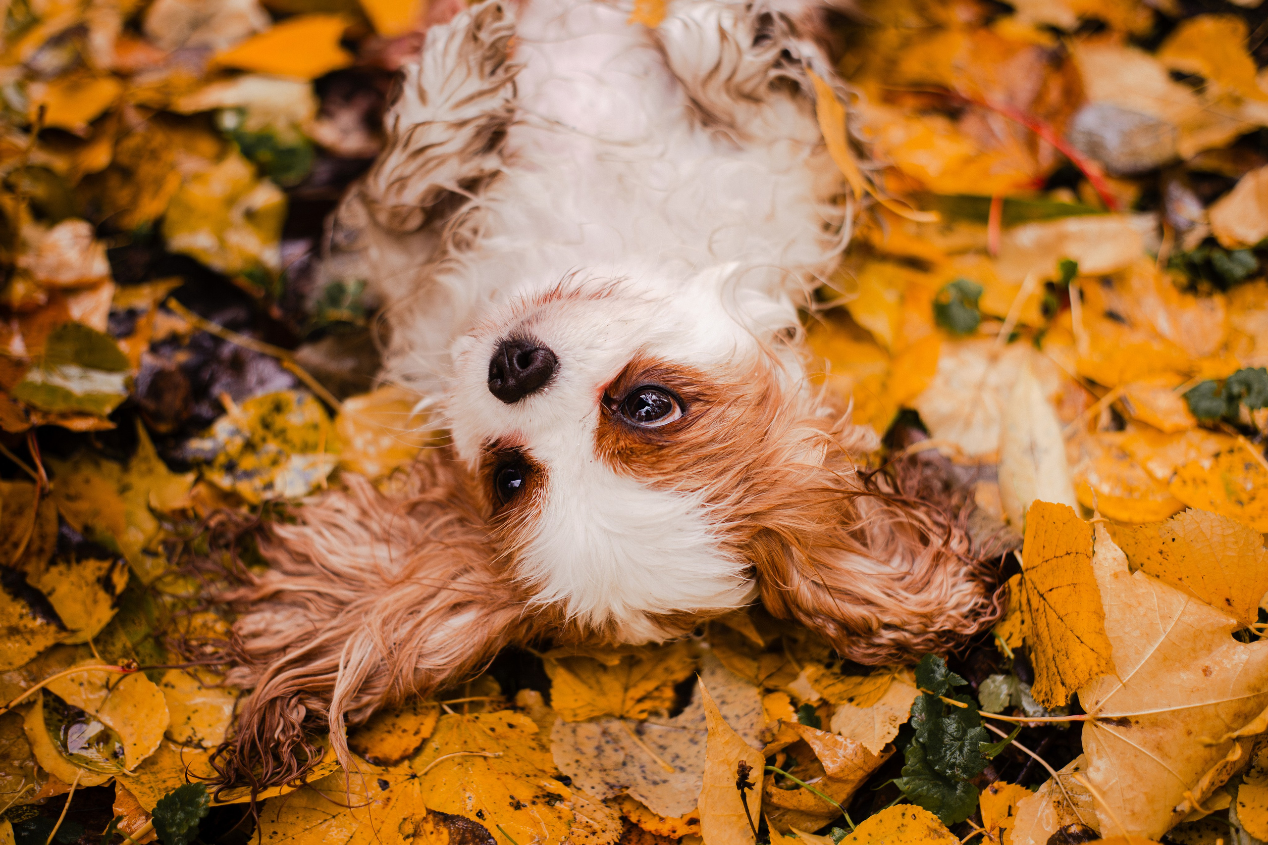 Жанна и кавалеры. Фотограф-анималист Мария Баркевич | Москва